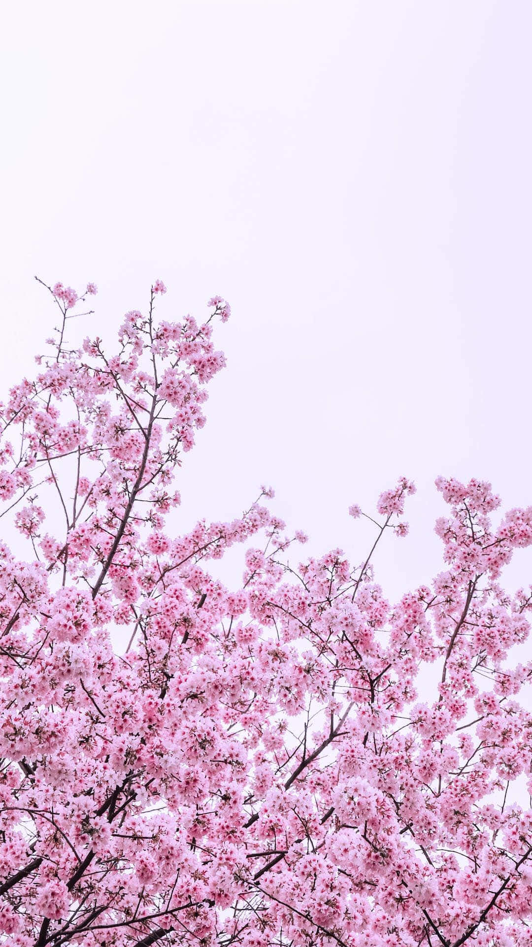 桜の木に咲くピンクの花 壁紙