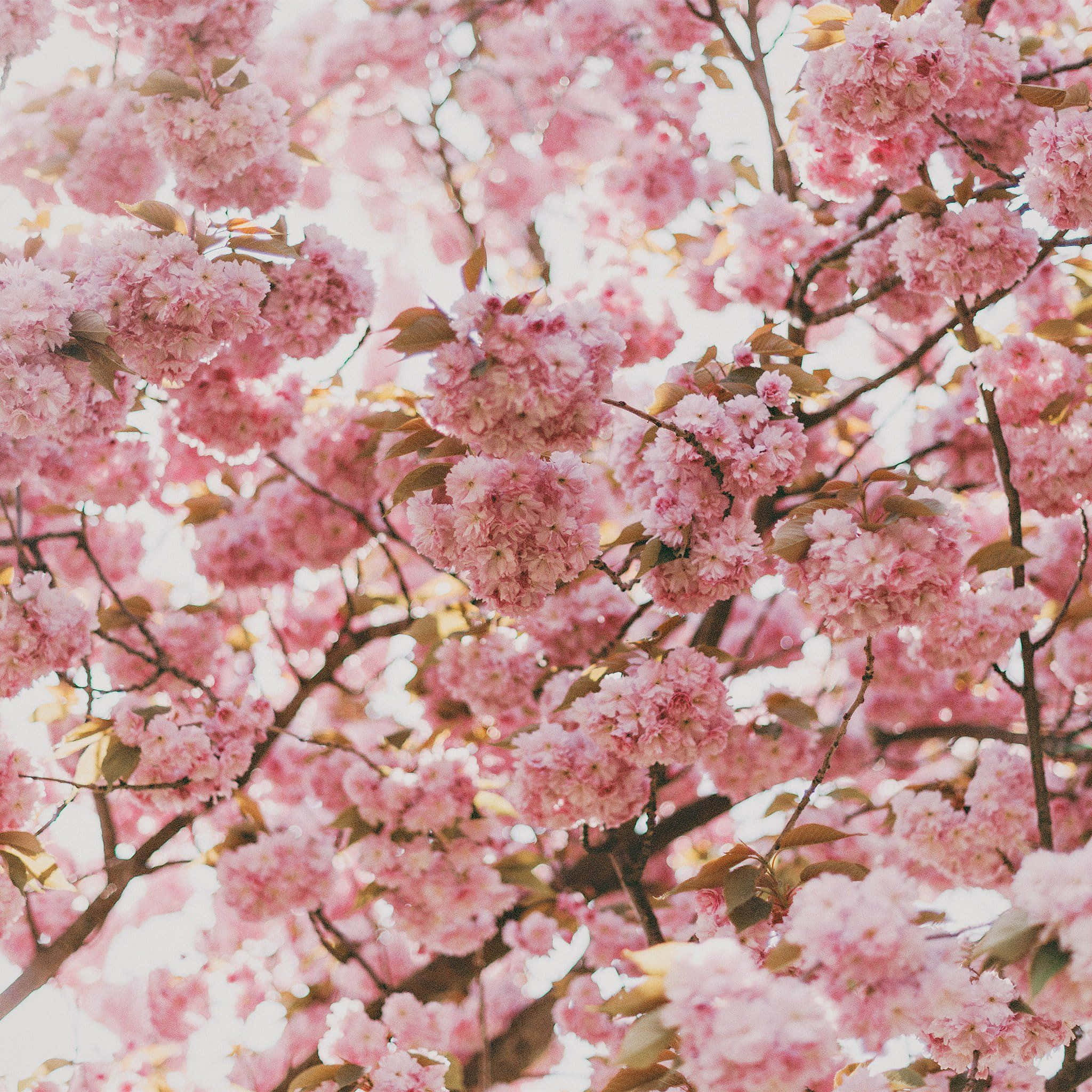 桜の木に咲くピンクの花 壁紙