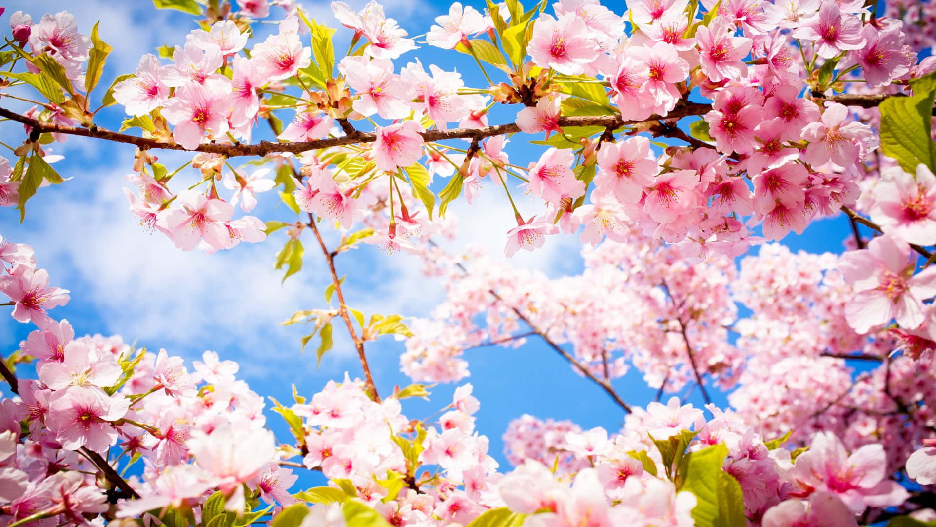 桜の木の葉と空 壁紙