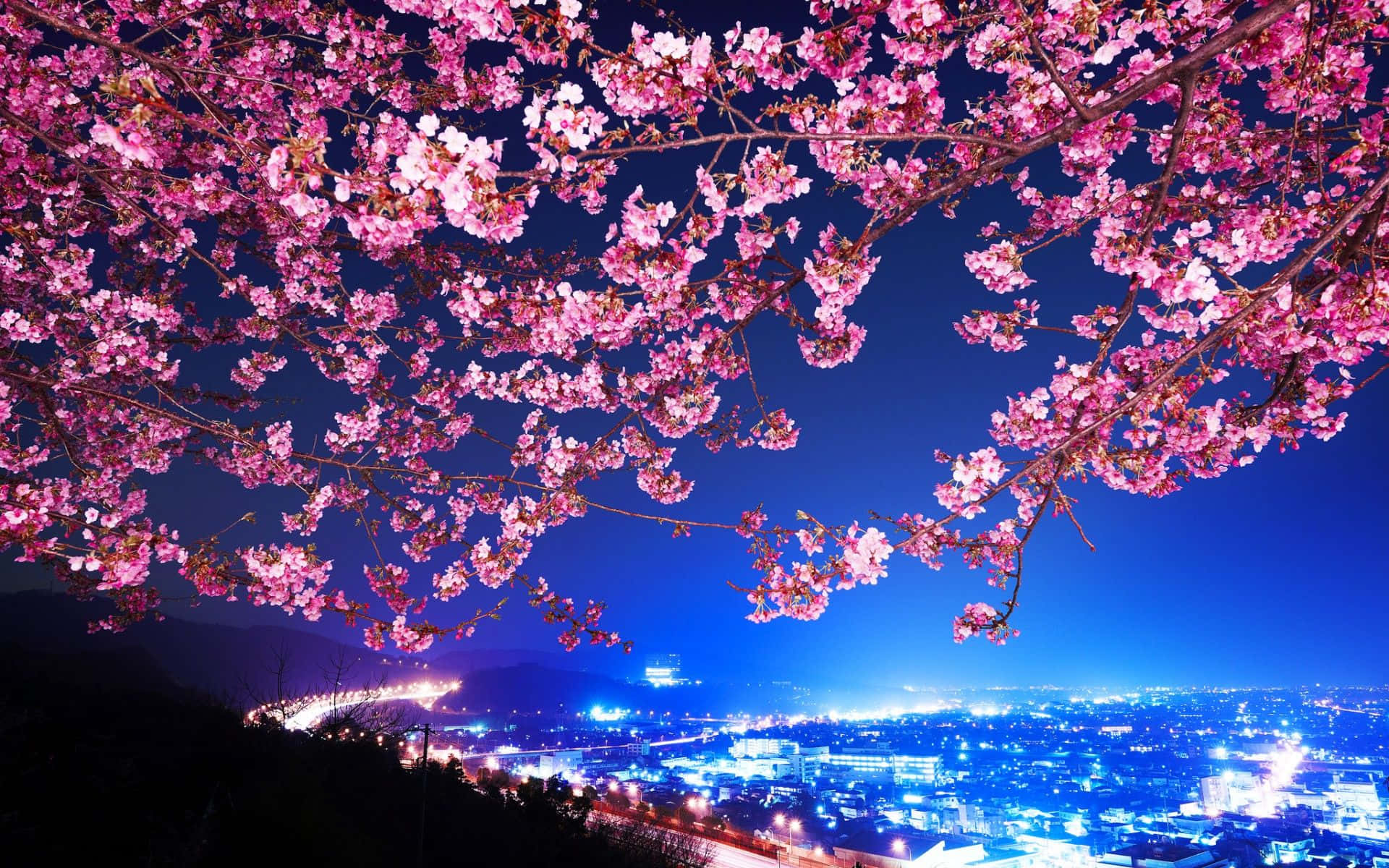 桜の背景 壁紙