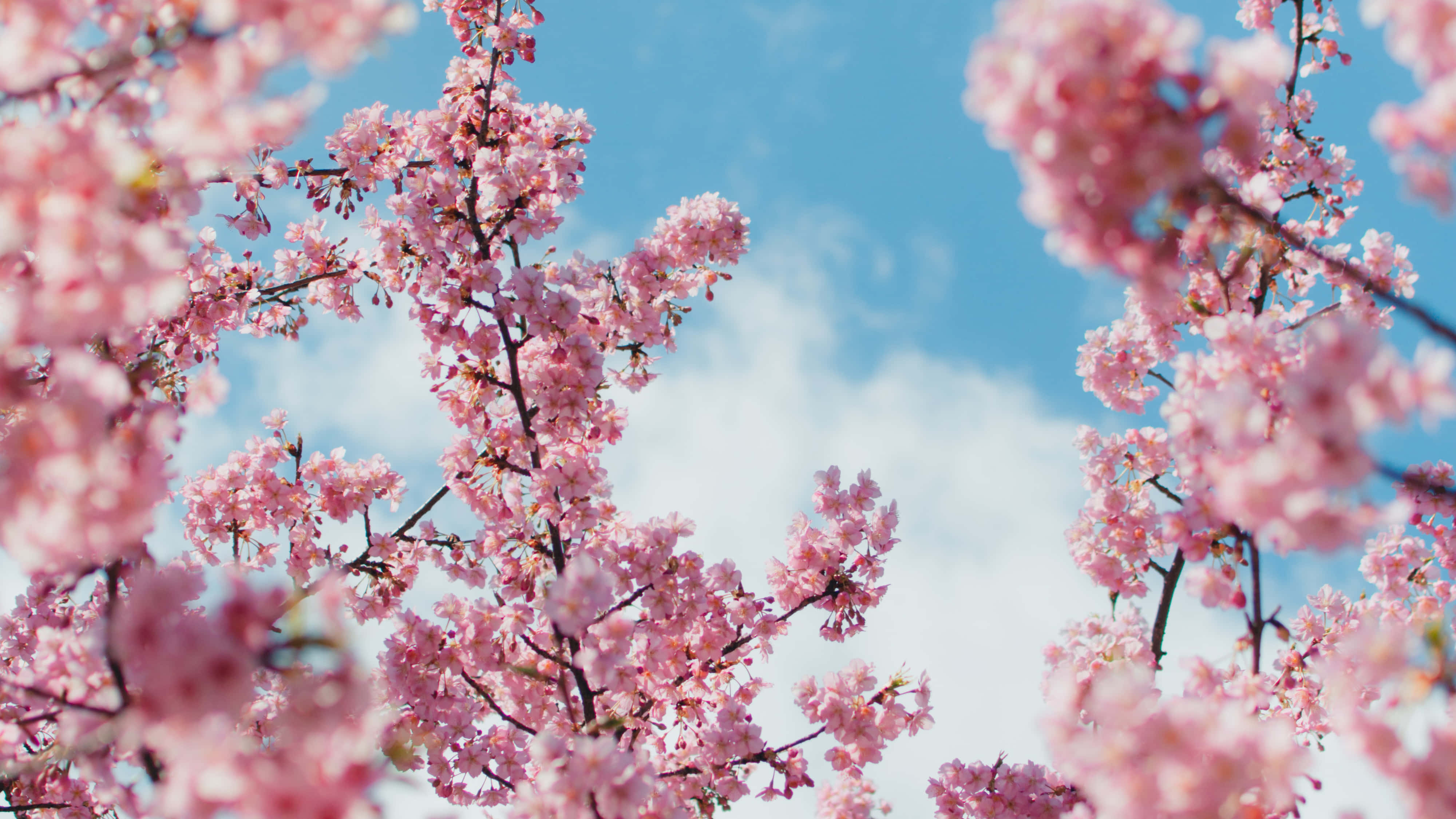 桜の背景 壁紙