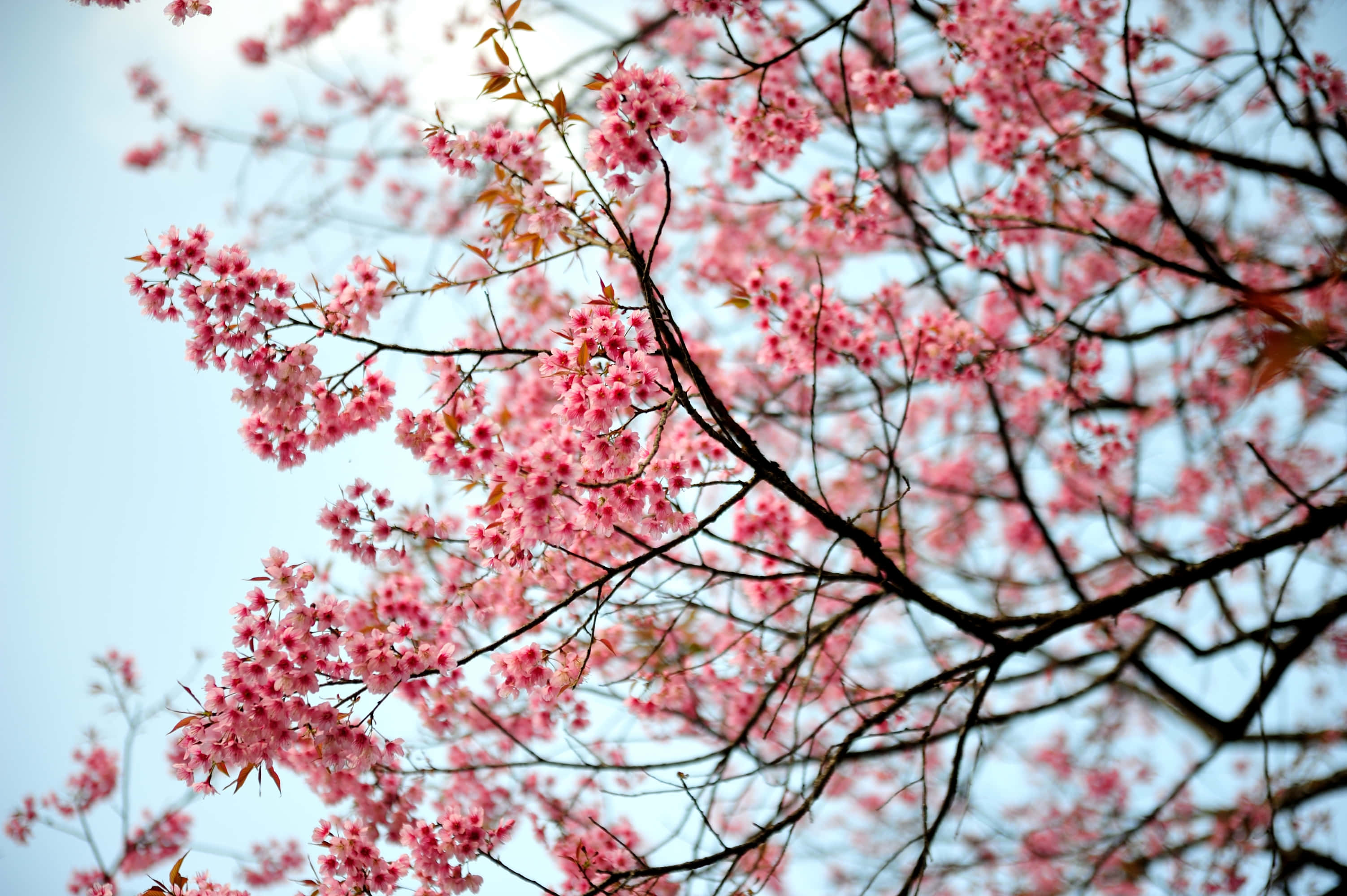 桜の背景 壁紙