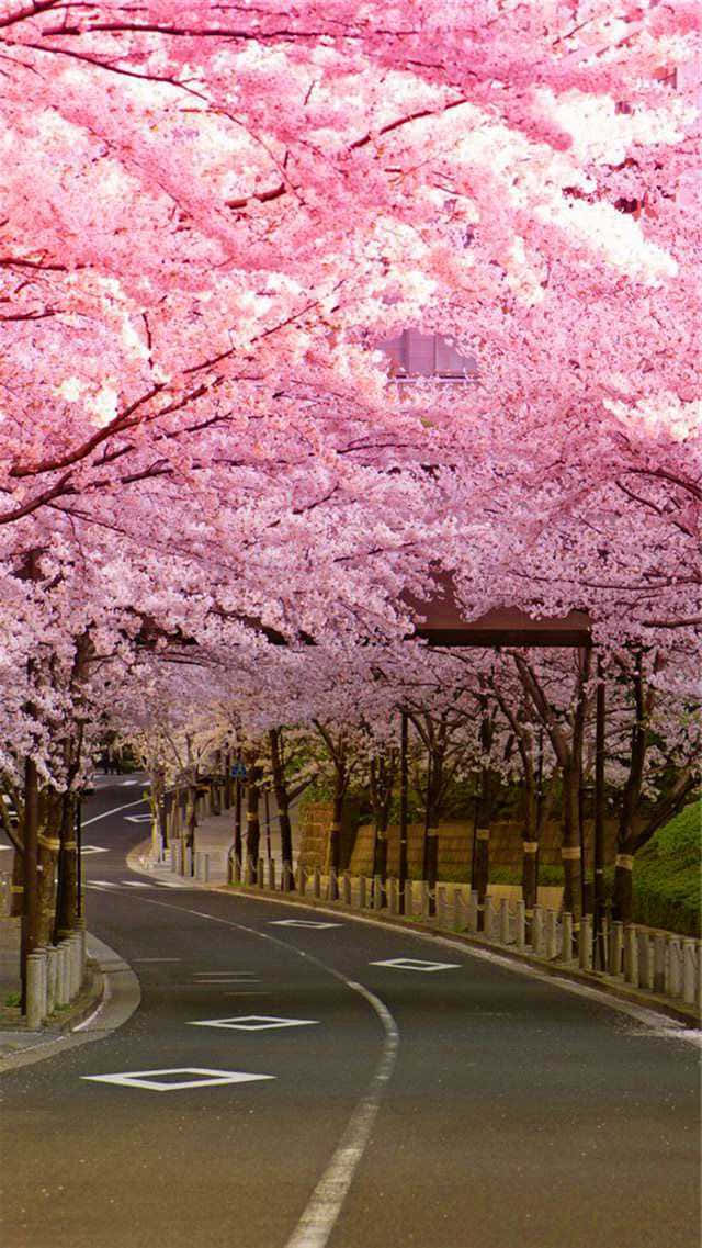 桜の背景 壁紙