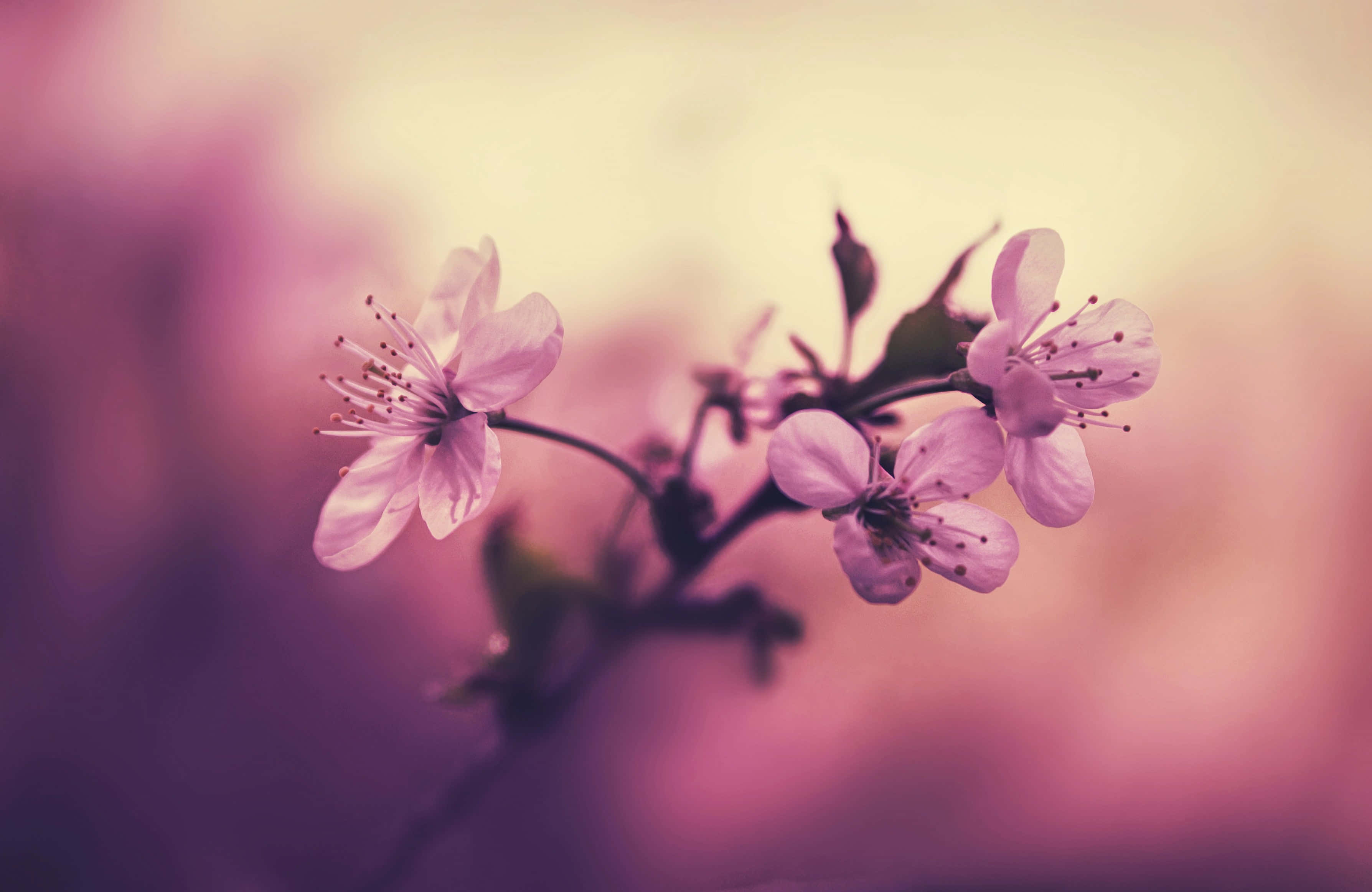 桜の背景 壁紙