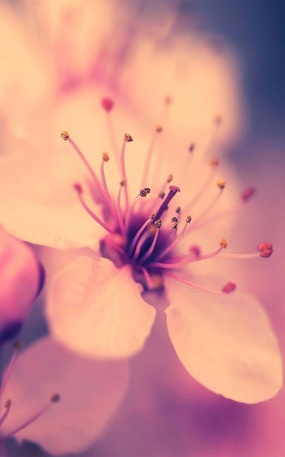桜の背景 壁紙