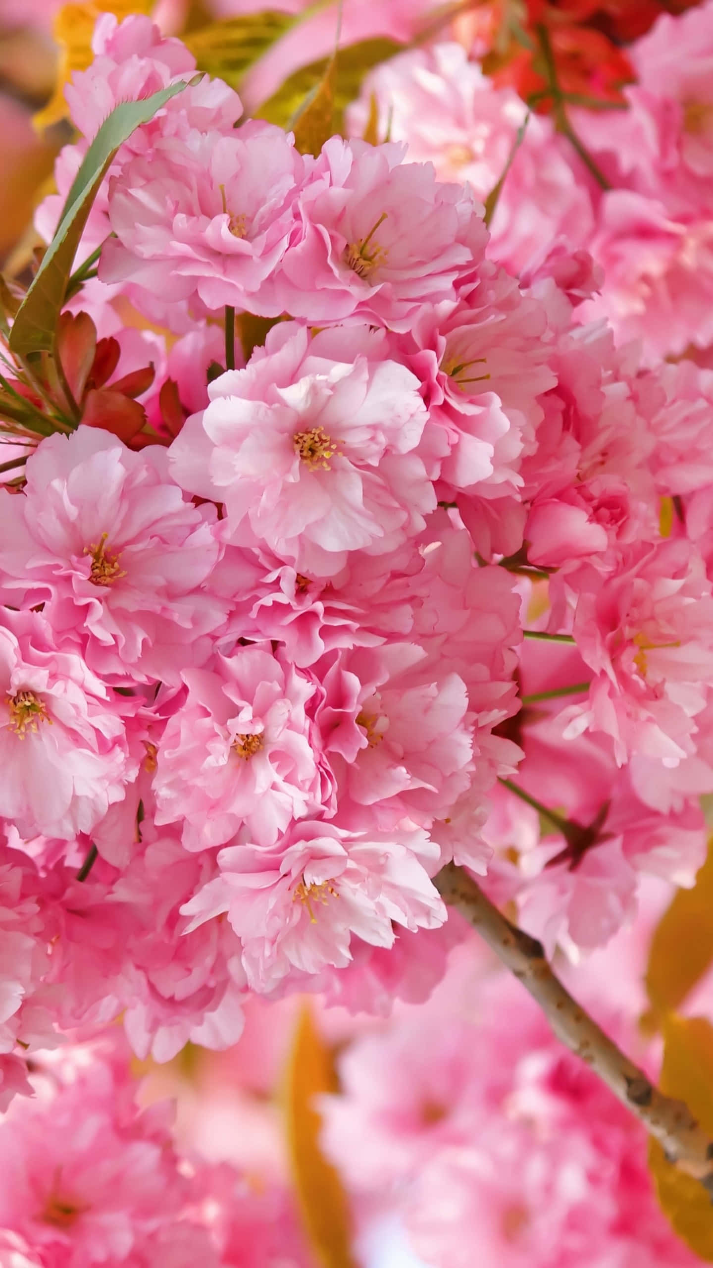 桜の背景 壁紙