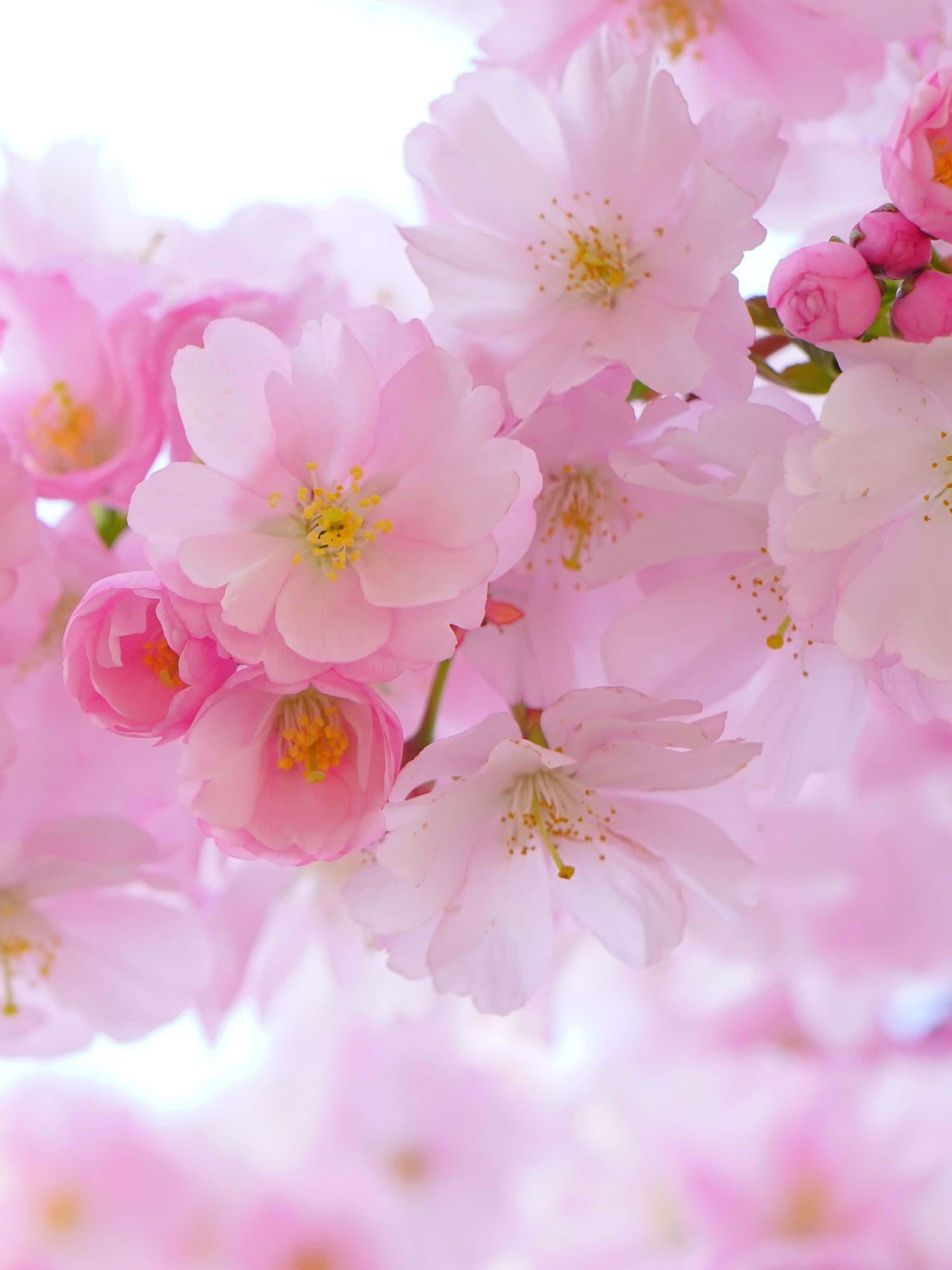 桜の背景 壁紙
