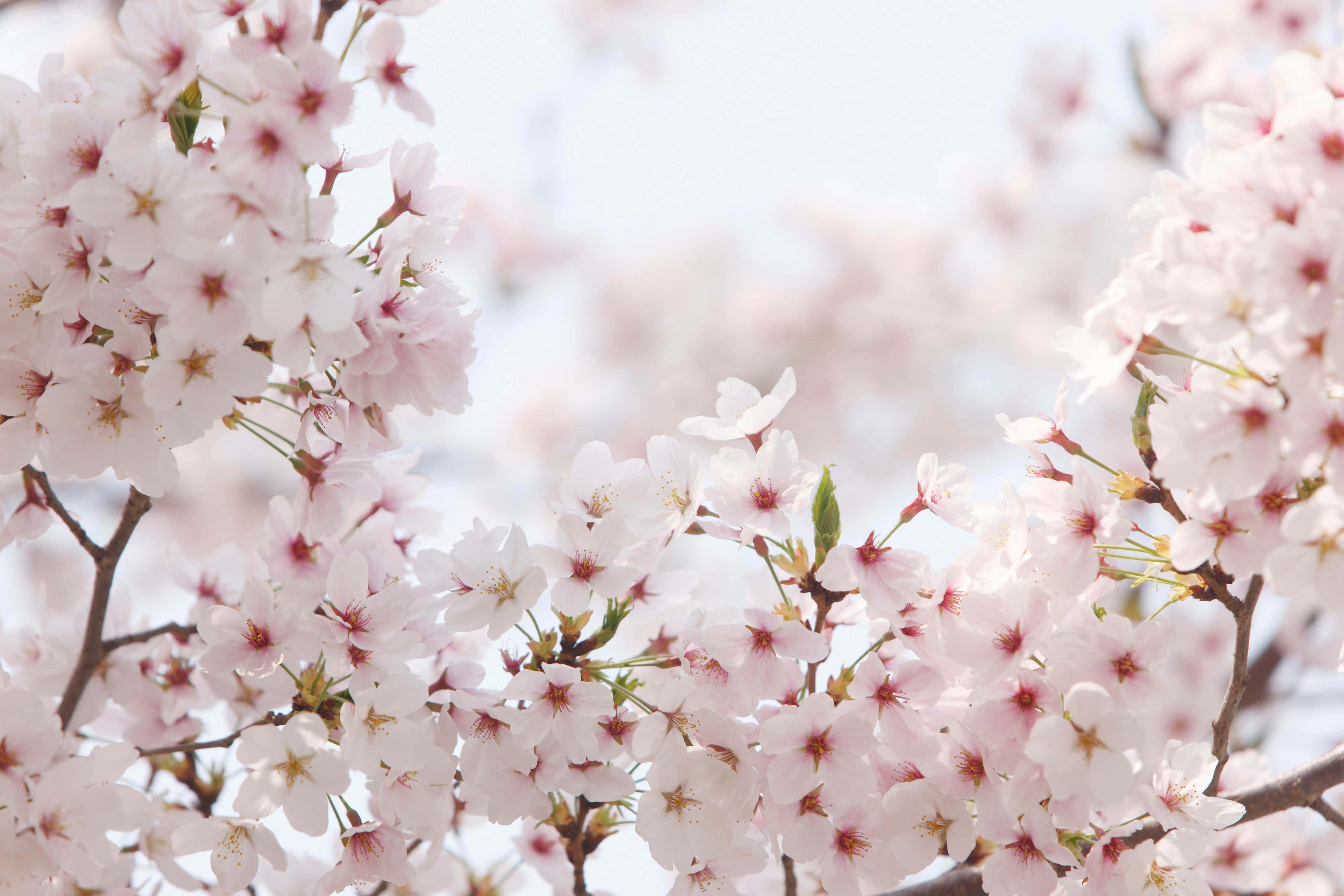 桜の背景 壁紙