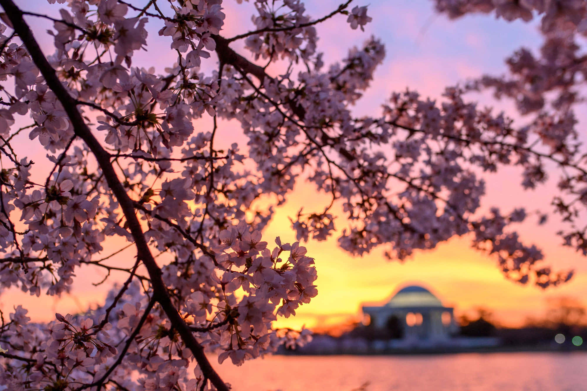 桜の背景 壁紙