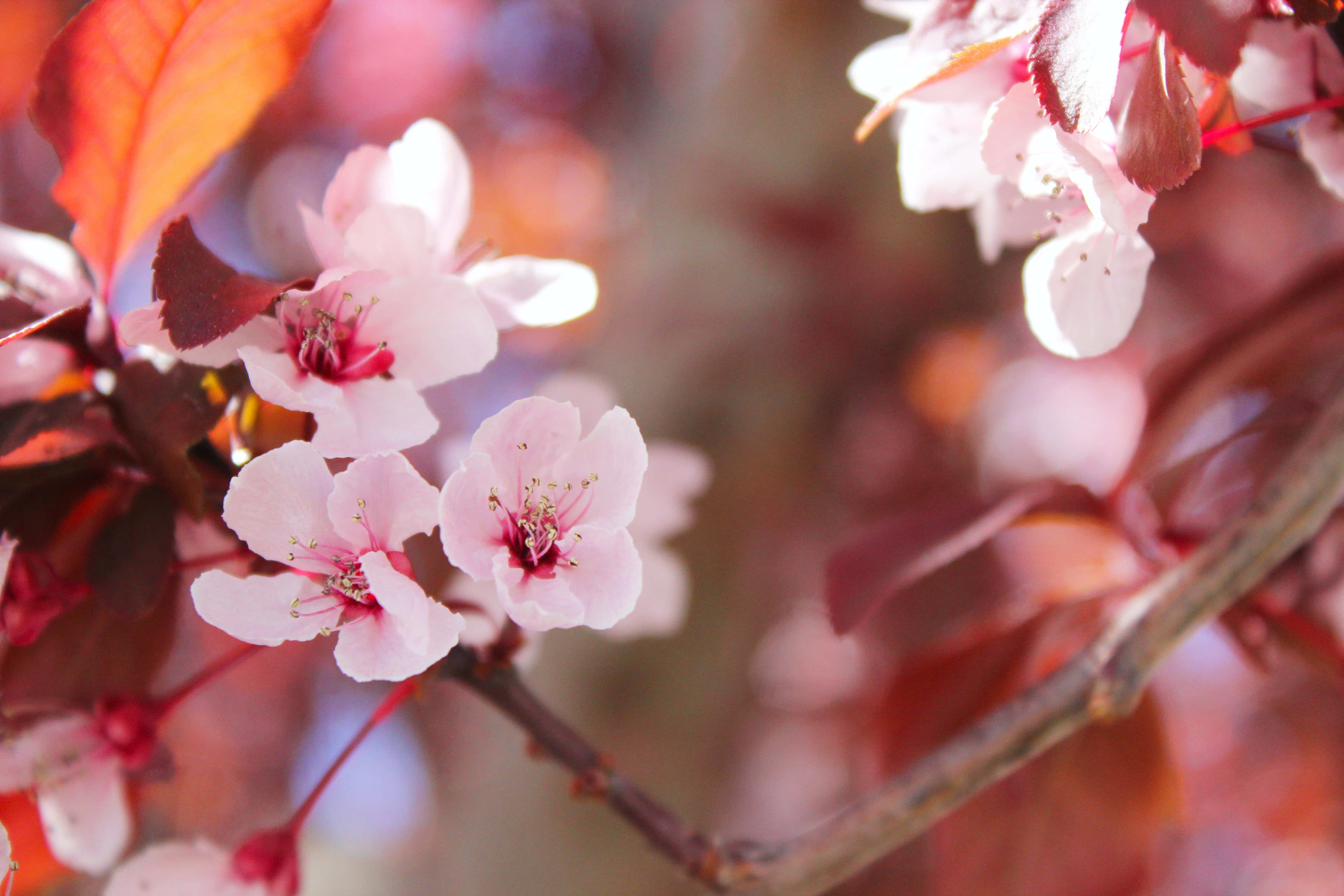 桜の花と枝の写真 壁紙