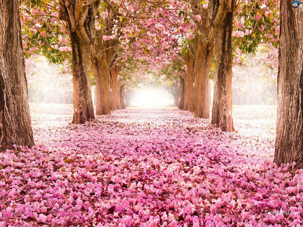 桜の花びらに覆われた地面の壁紙