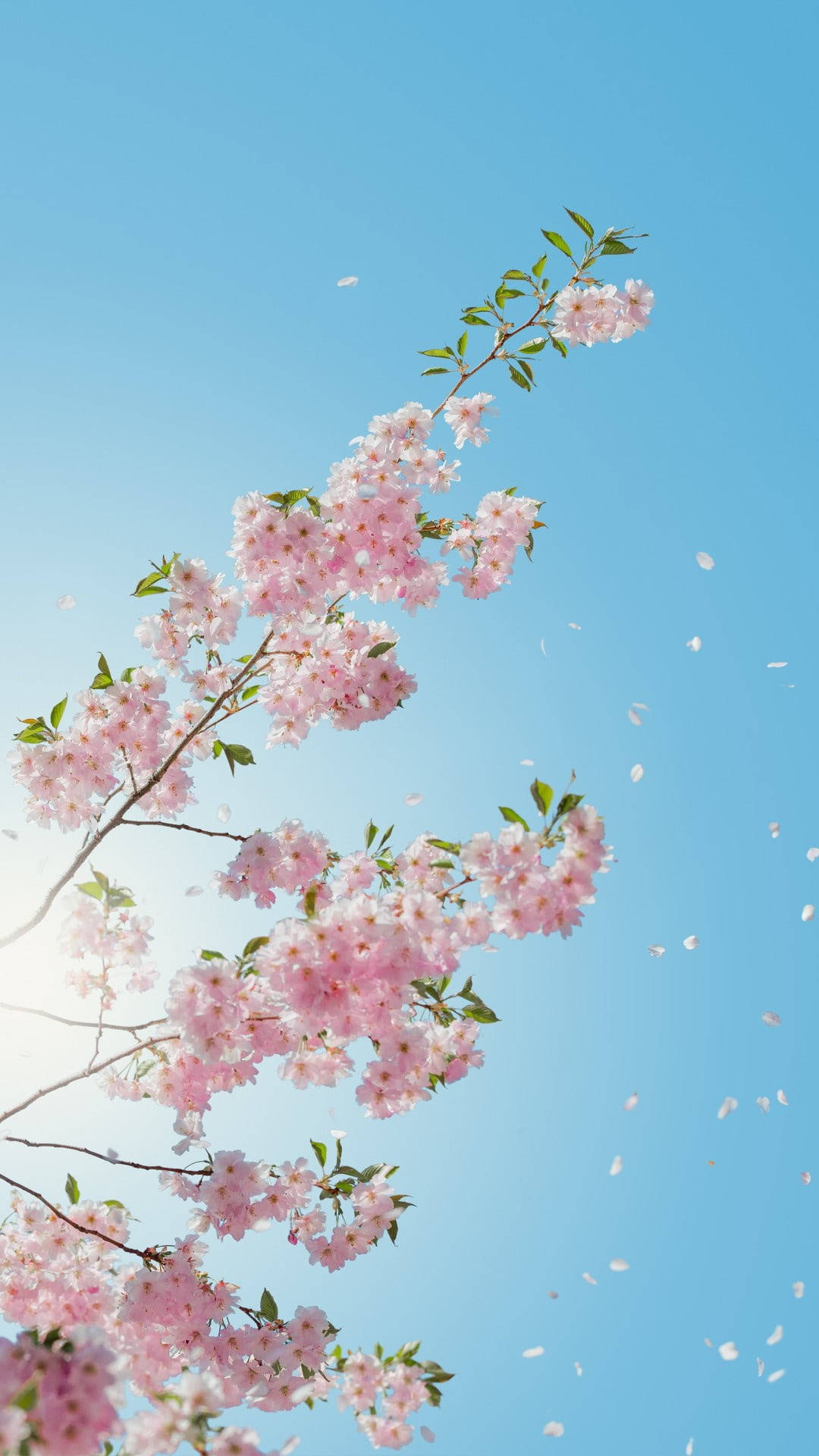 桜の花モバイル壁紙 壁紙