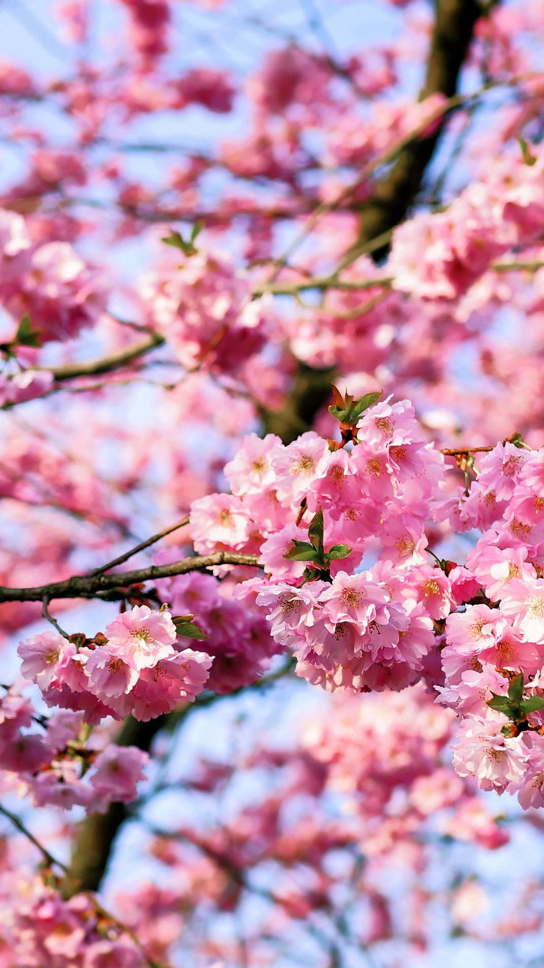 桜の花房の壁紙