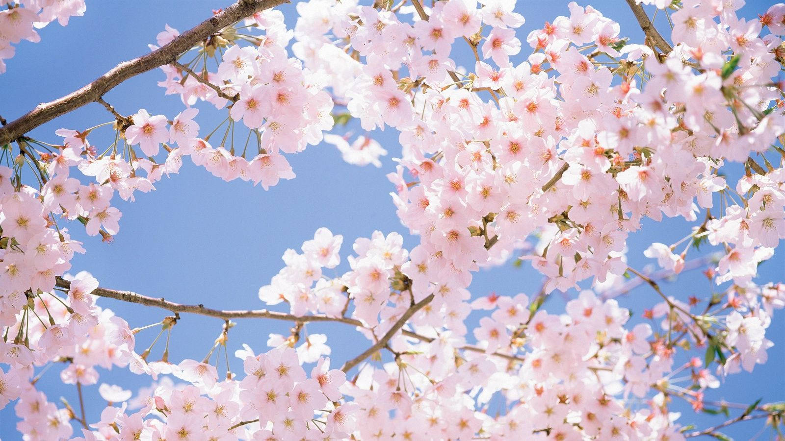 桜の花束の壁紙
