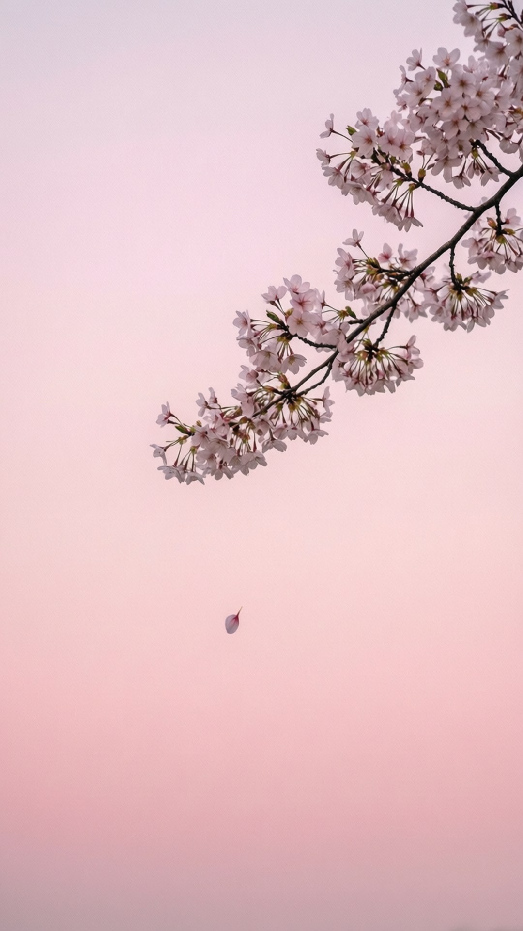 桜ミニマル 壁紙