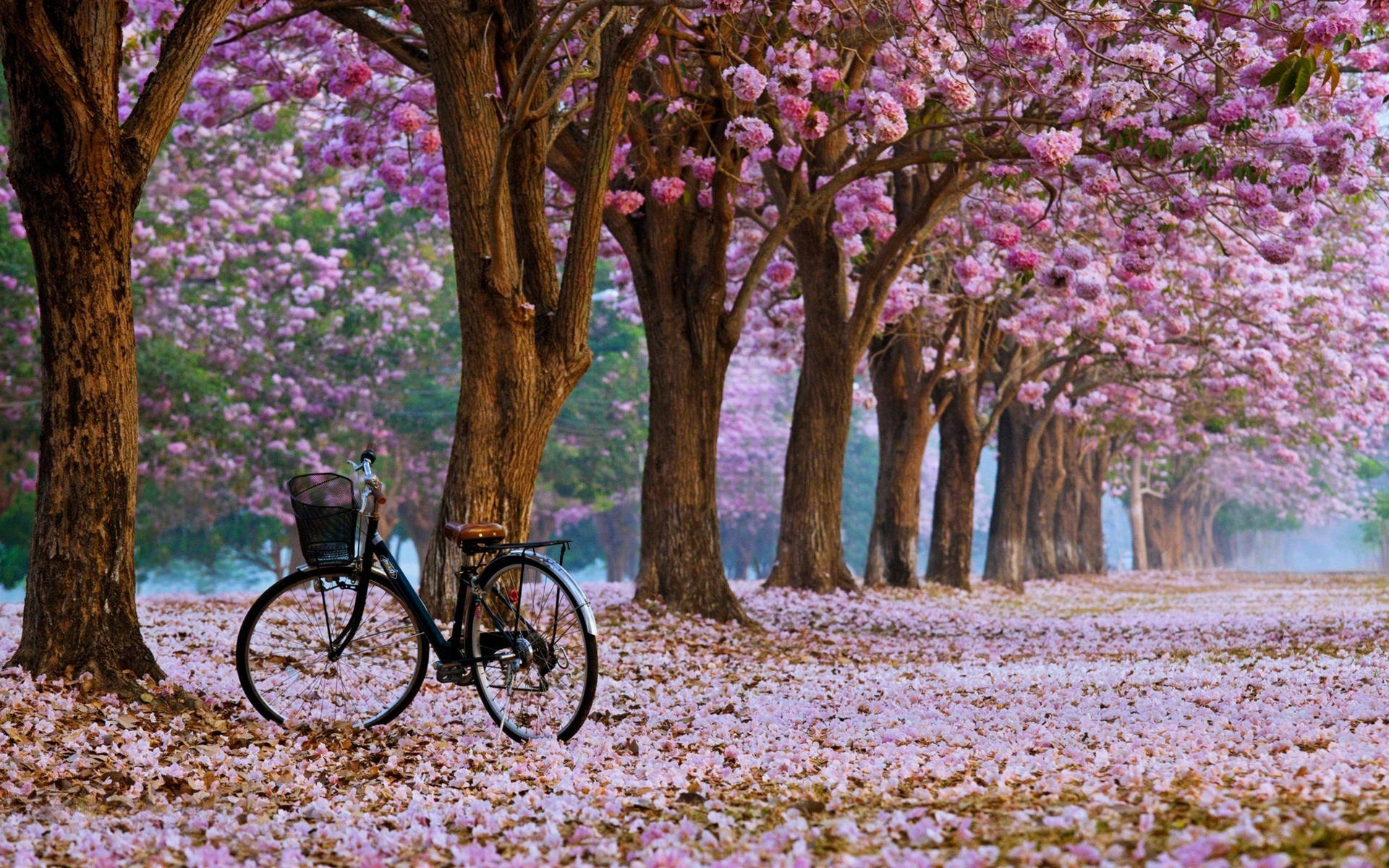 桜並木壁紙