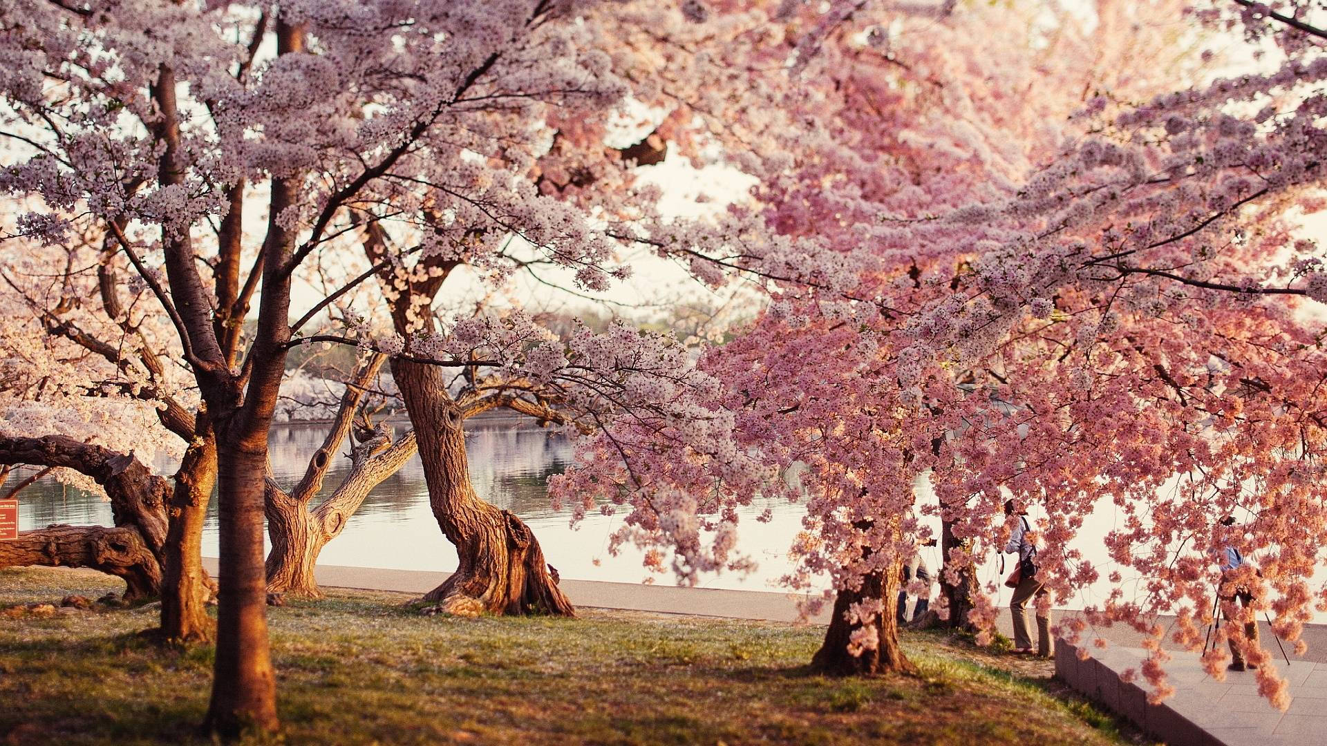 桜公園の壁紙