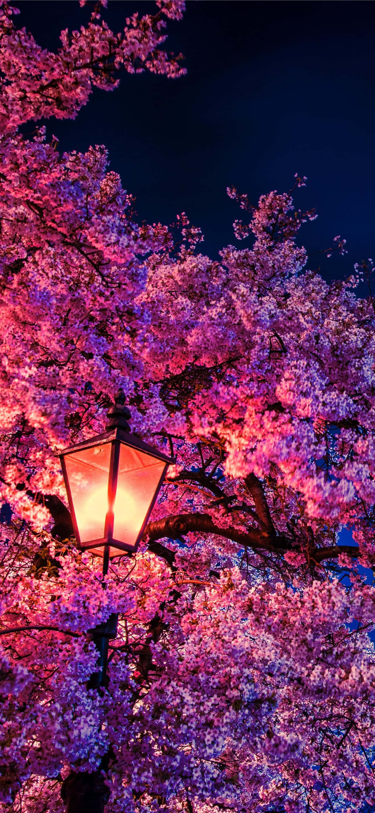 桜の壁紙 壁紙
