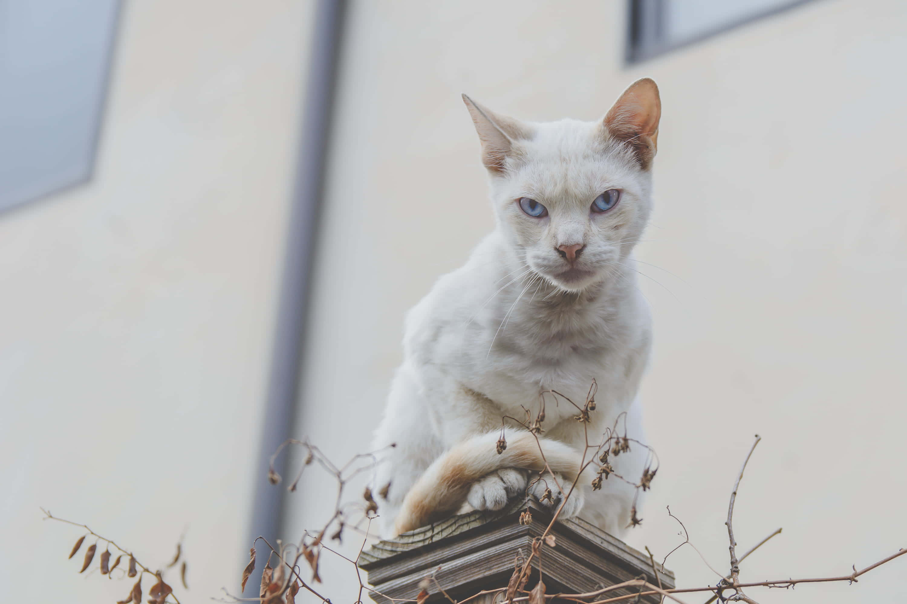 棚の上に座っている白い猫 壁紙
