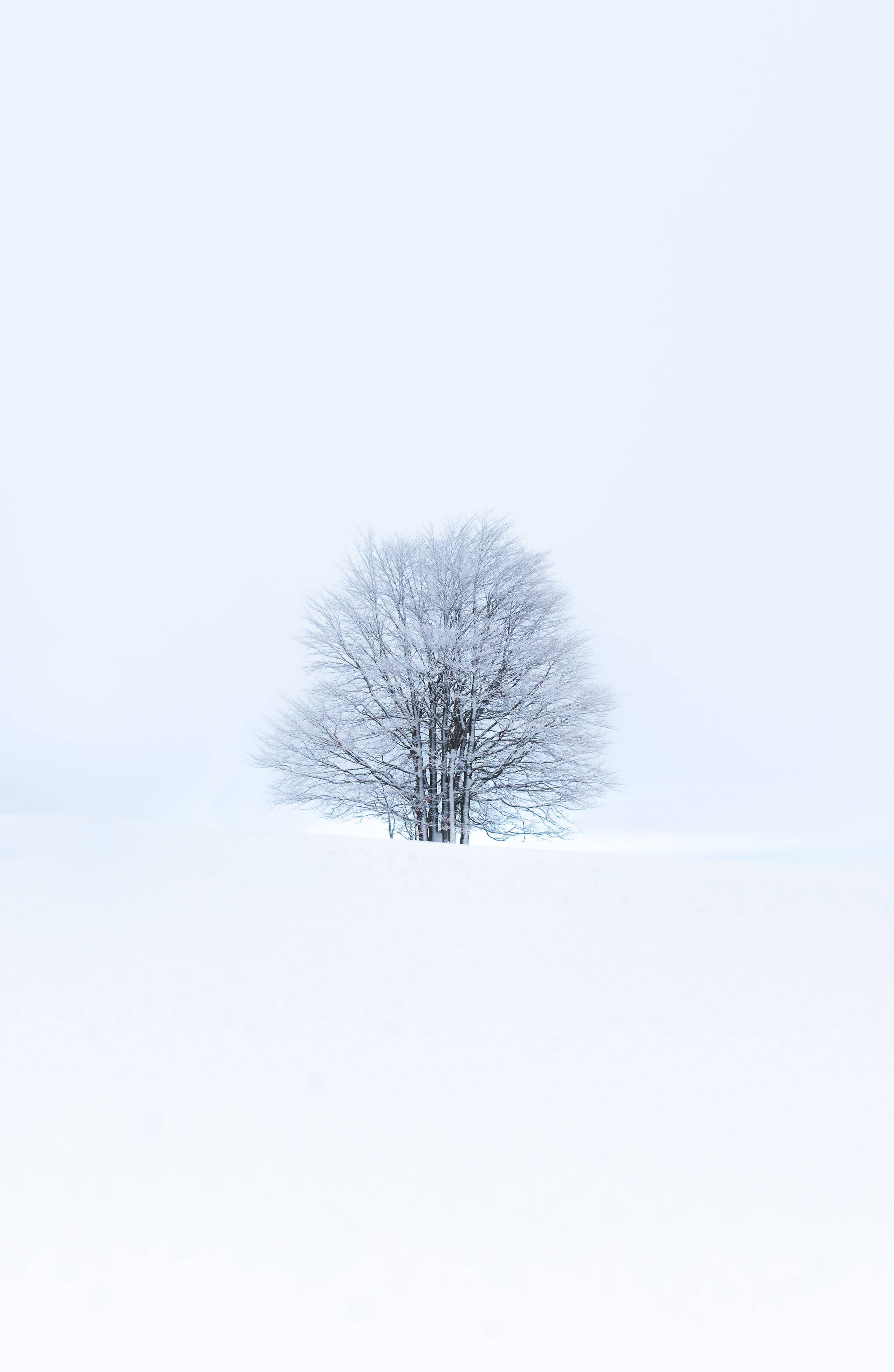 森の中の白雪姫 壁紙
