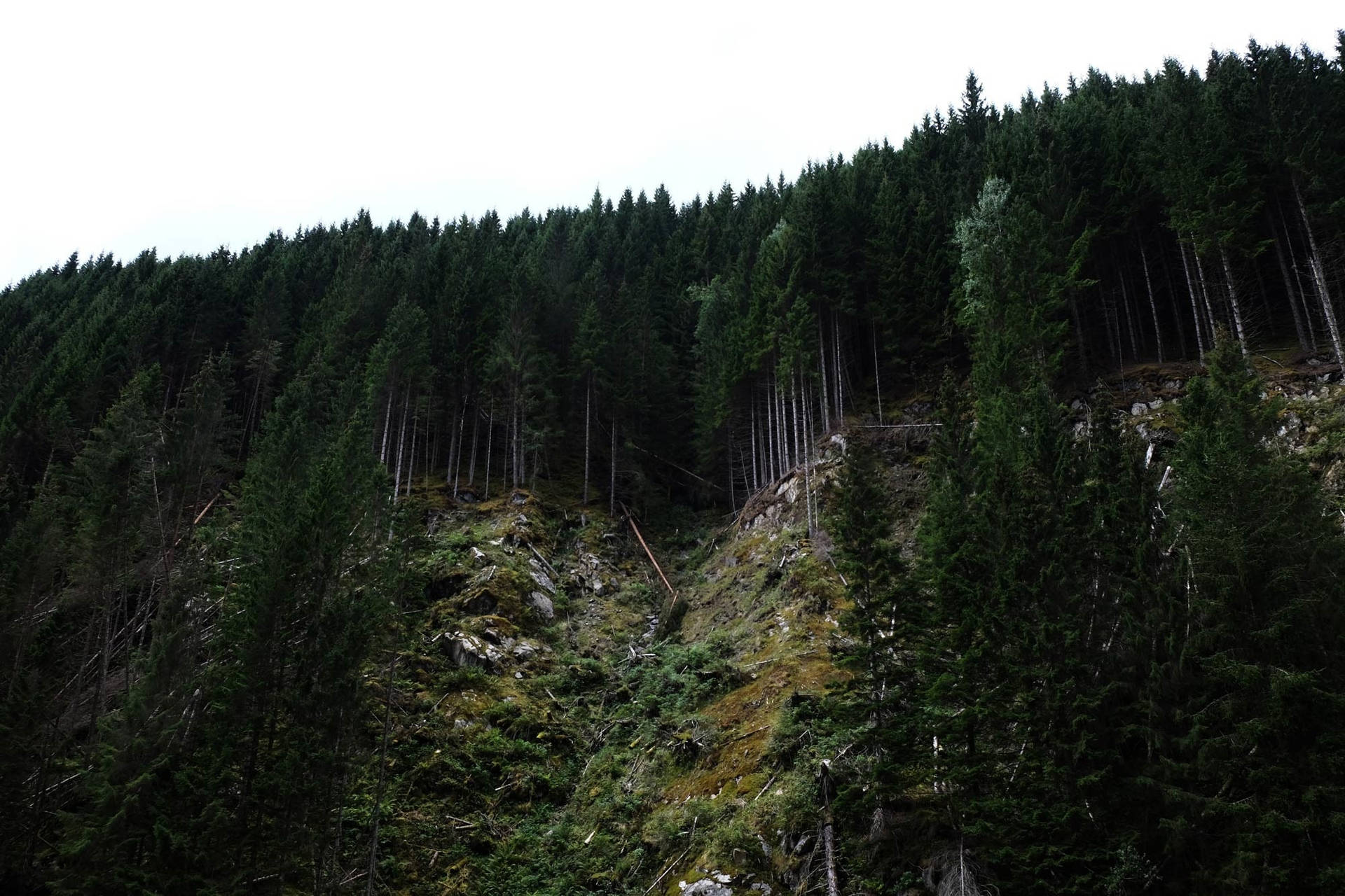 森の山の端の壁紙
