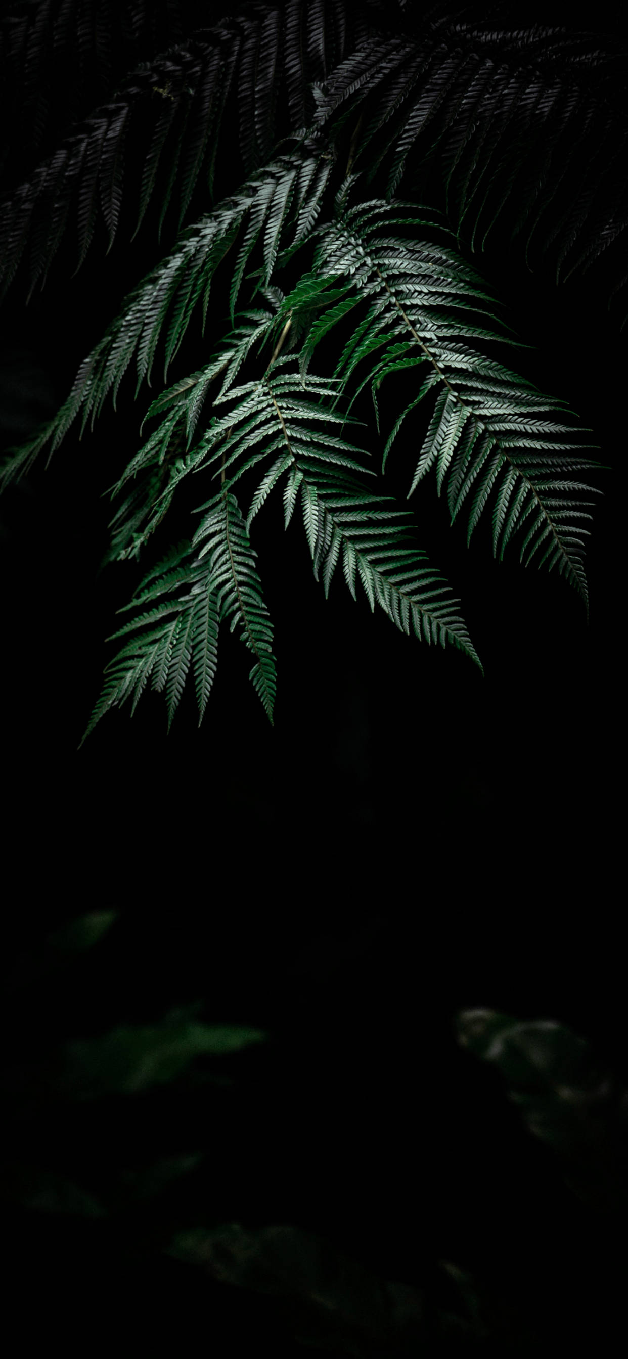 植物とiPhoneで自然の美しさを楽しむ 壁紙