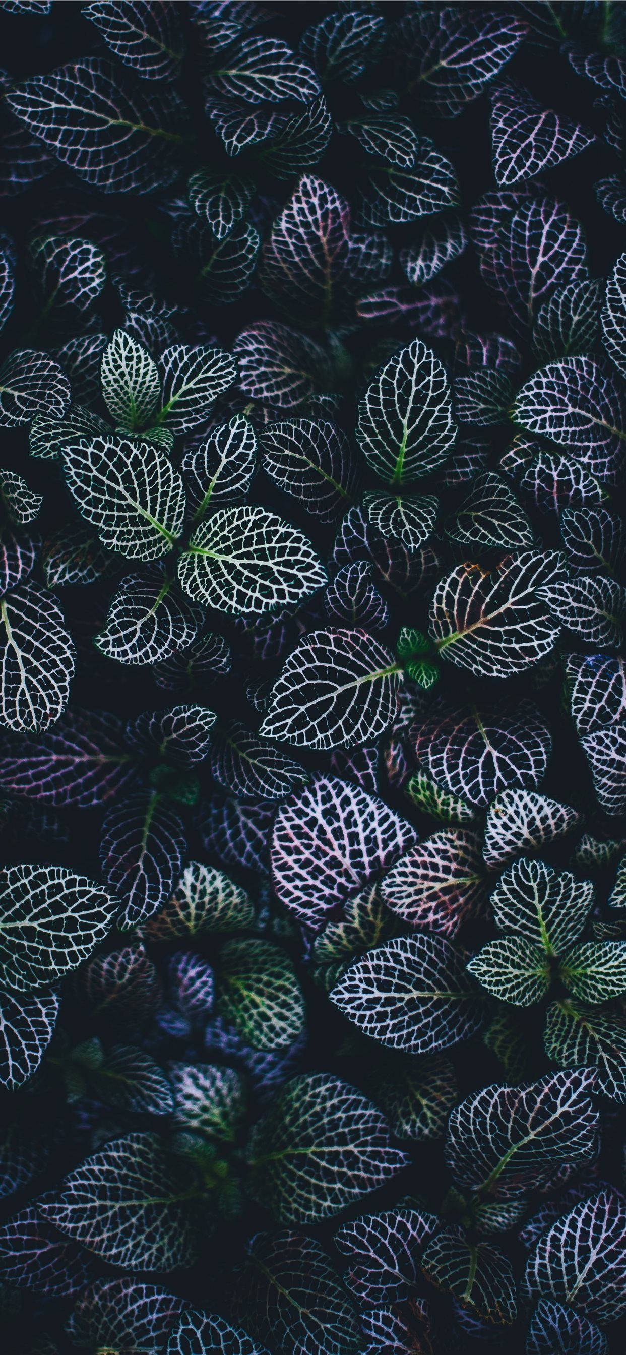 植物のiPhone壁紙でホーム画面をフレッシュに 壁紙