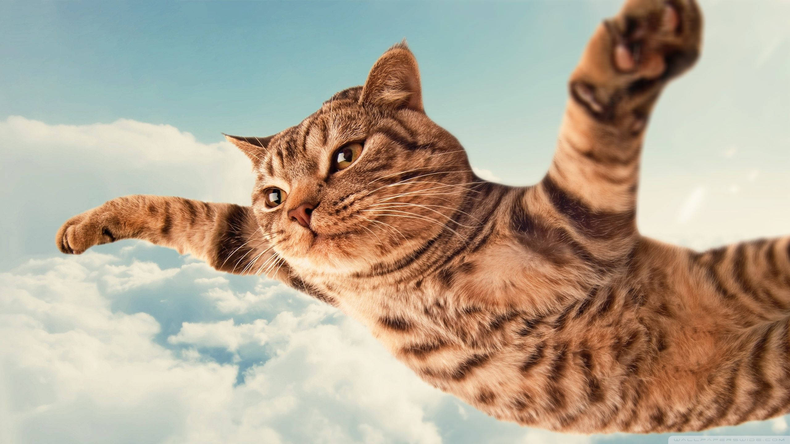 楽しい猫が平和に飛ぶ 壁紙