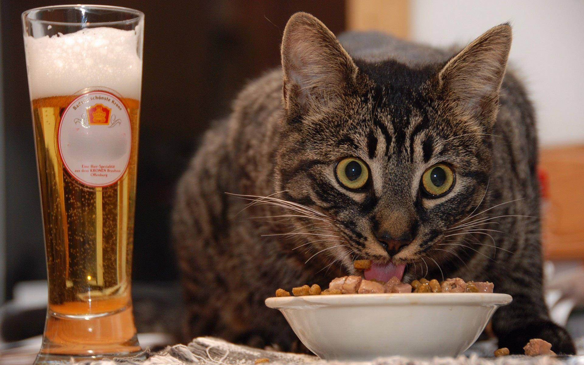 楽しい猫の食事と飲み物 壁紙