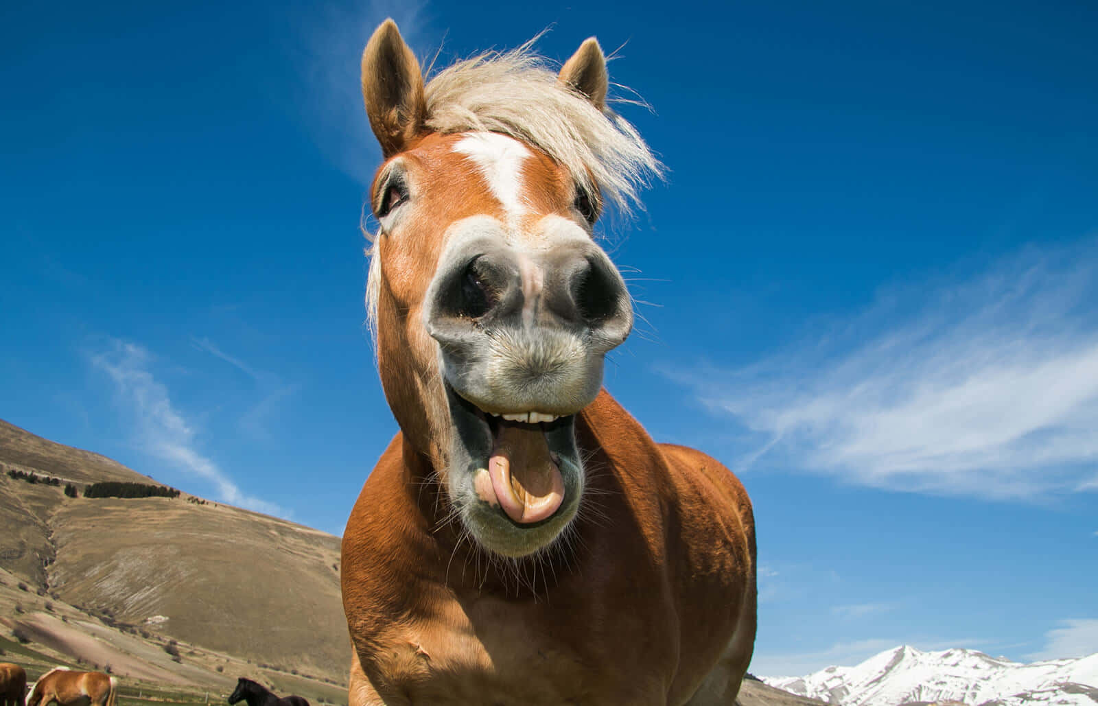 楽しい面白い馬の写真 壁紙