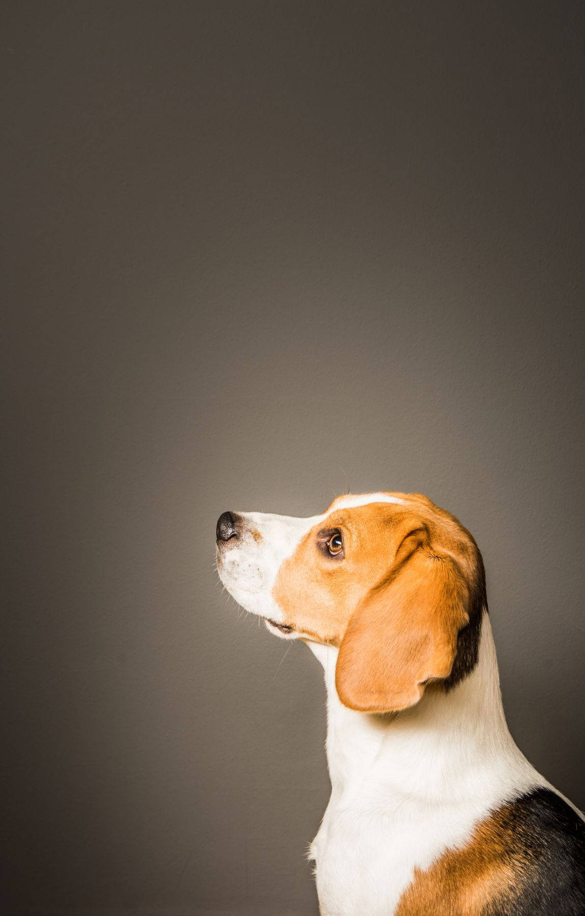 横顔のビーグル犬 壁紙