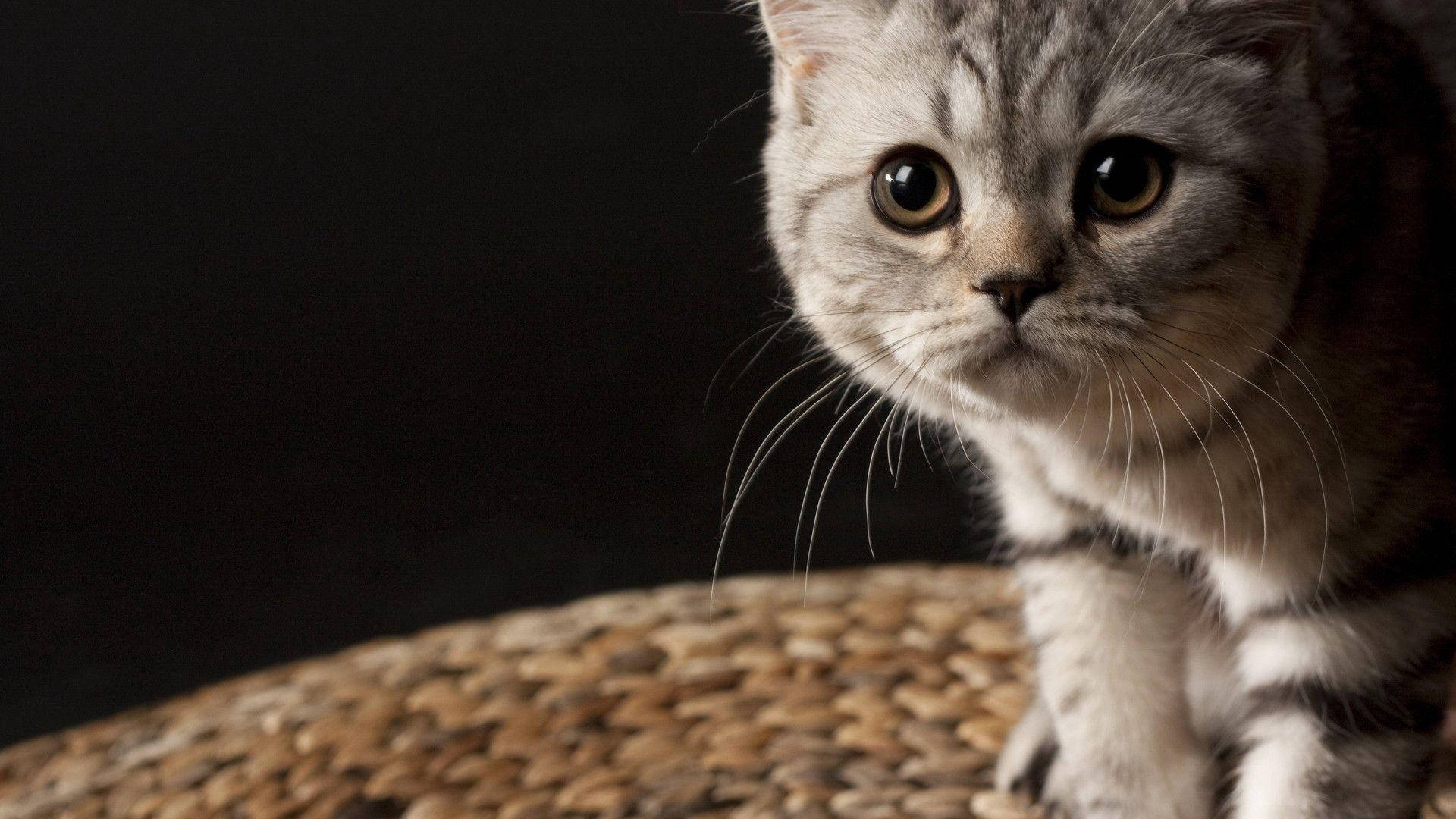 気高き猫の美しさ 壁紙