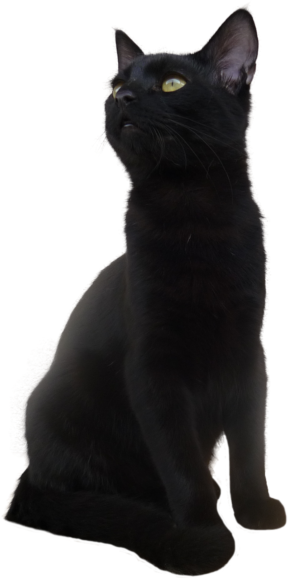 気高き黒猫のポーズ 壁紙