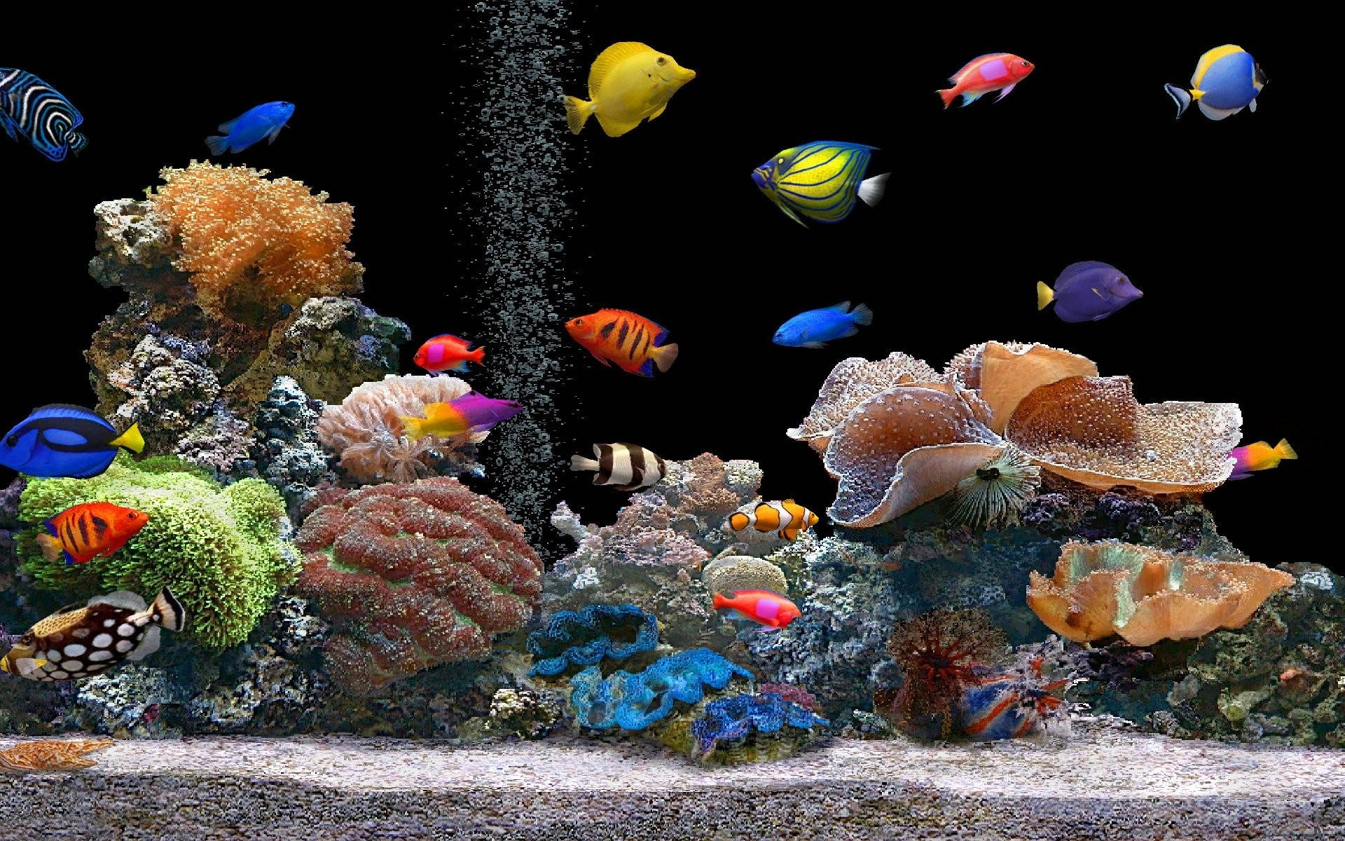 水槽の中のクールな魚たち 壁紙