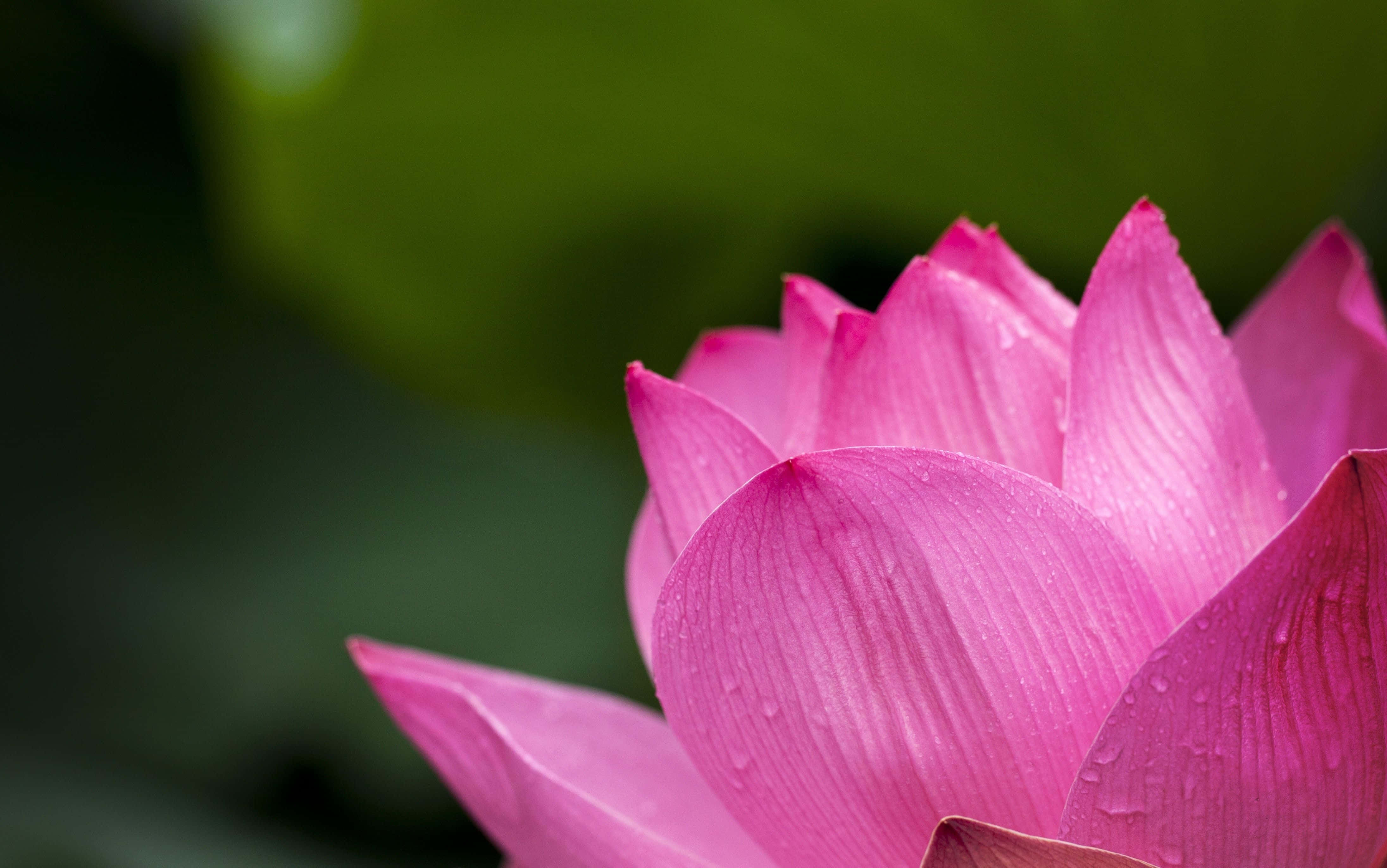 水滴がついたピンクの蓮の花 壁紙