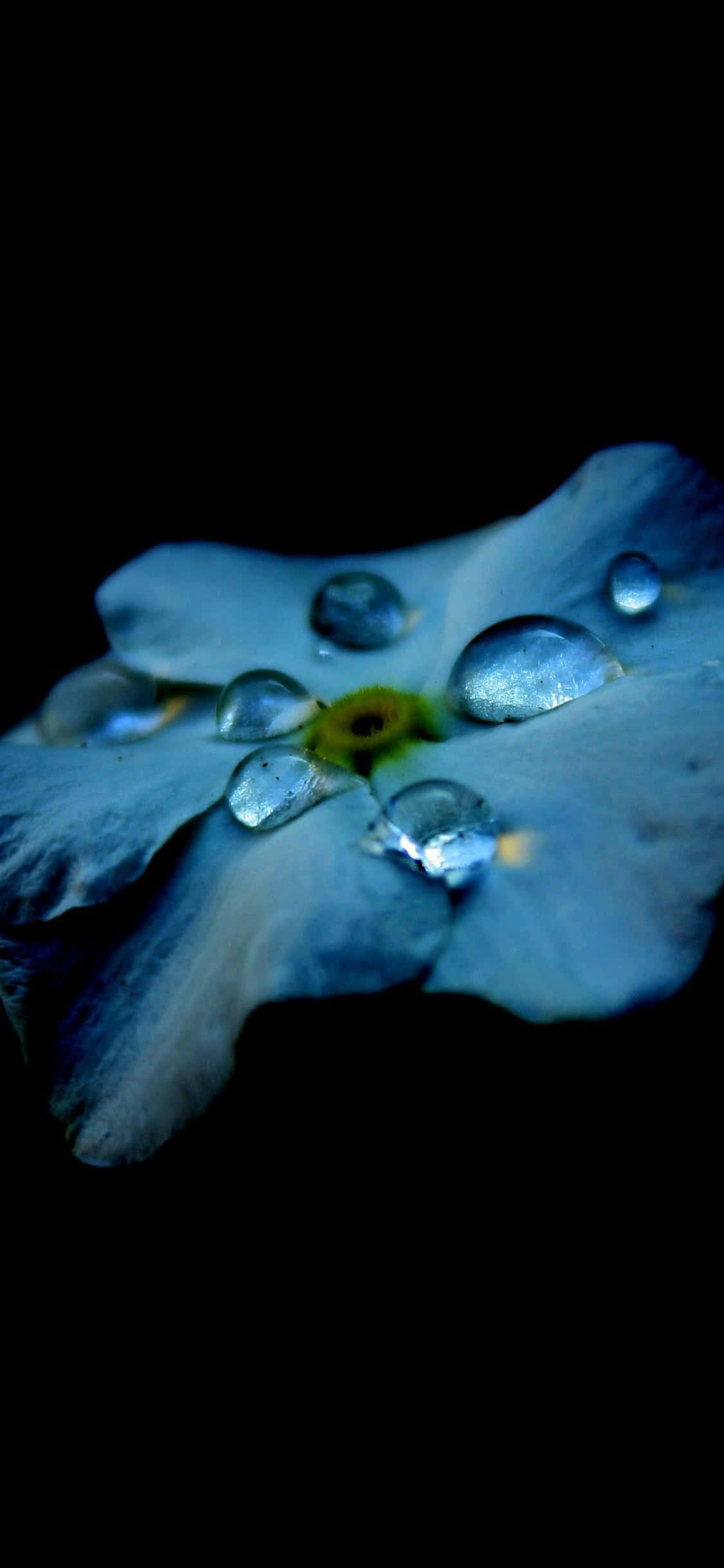 水滴のついた青い花 壁紙