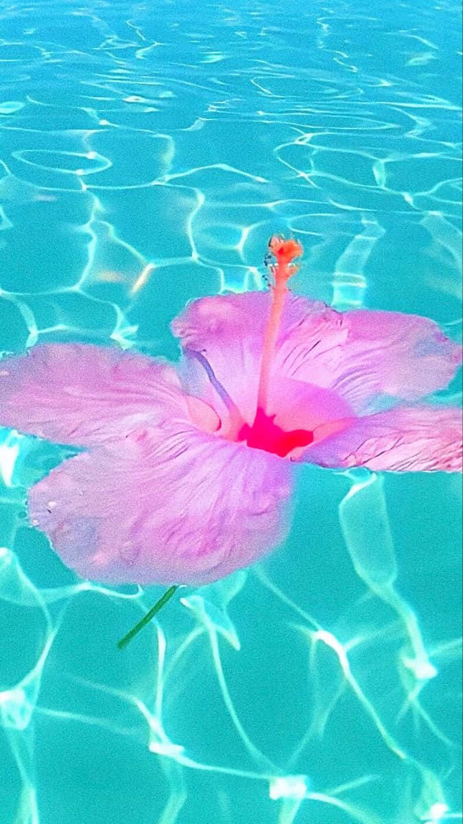 水面に浮かぶピンクの花 壁紙