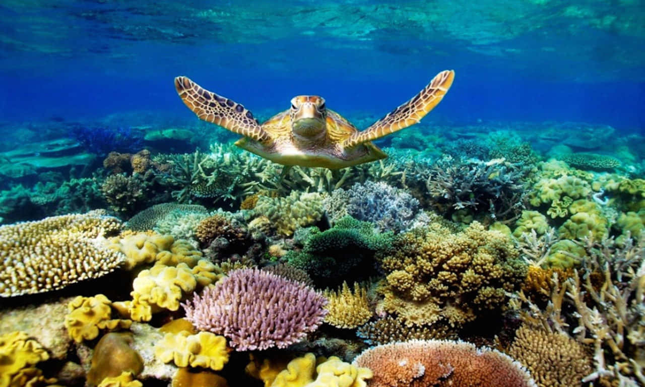 海の下を泳ぐカメの美しい写真 壁紙