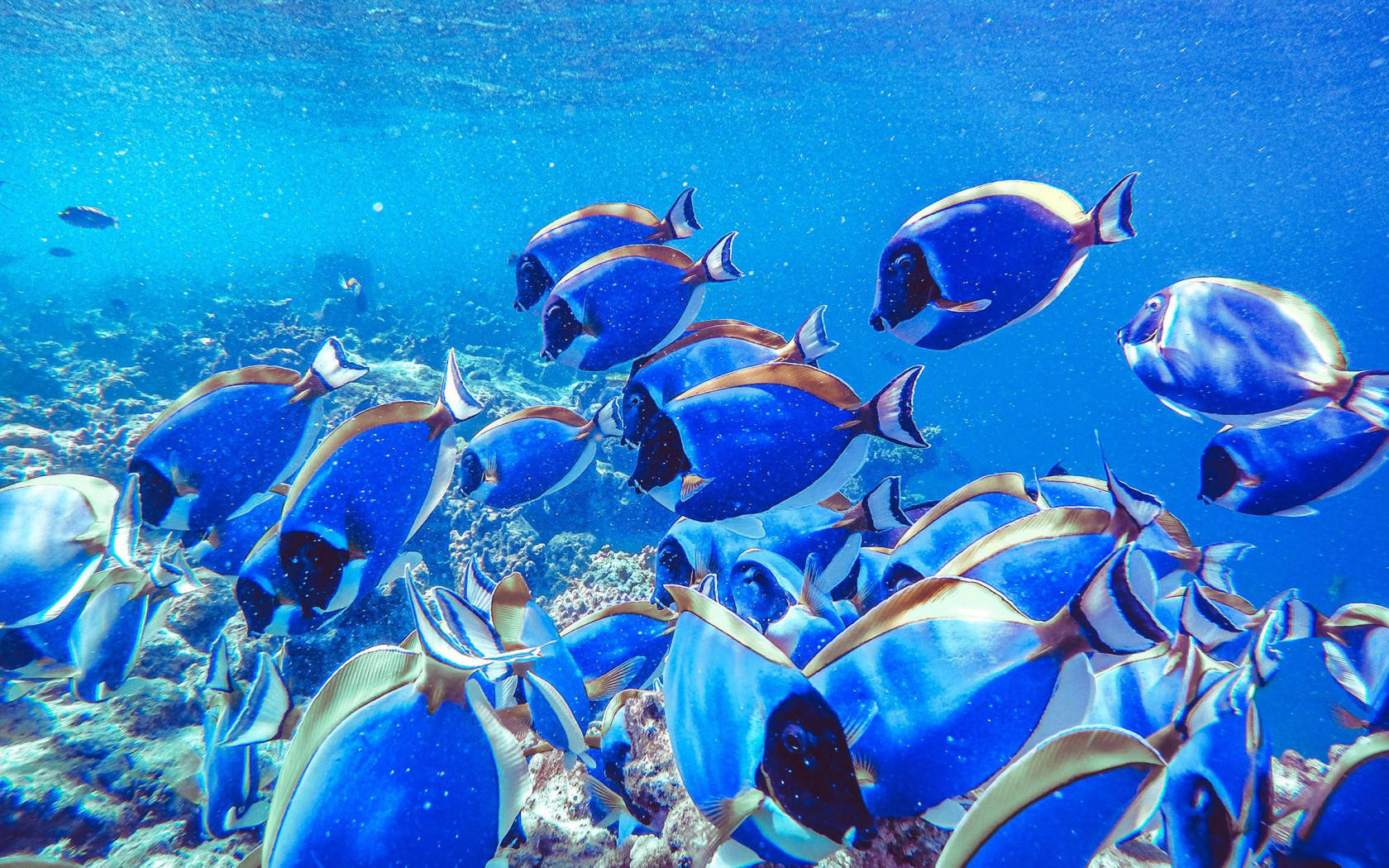 海の底のクールな魚たち 壁紙