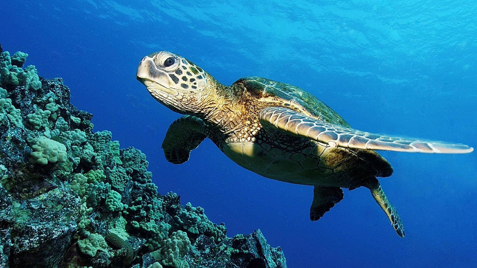 海を泳ぐかわいいウミガメ 壁紙