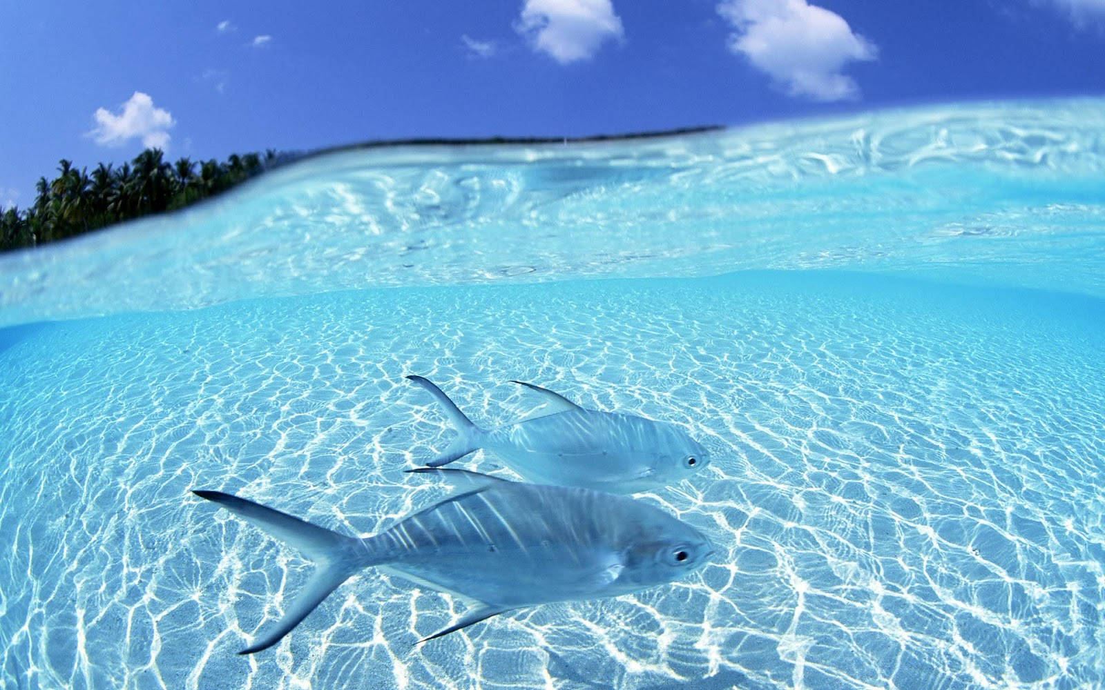 涼しげな魚と透き通る水 壁紙