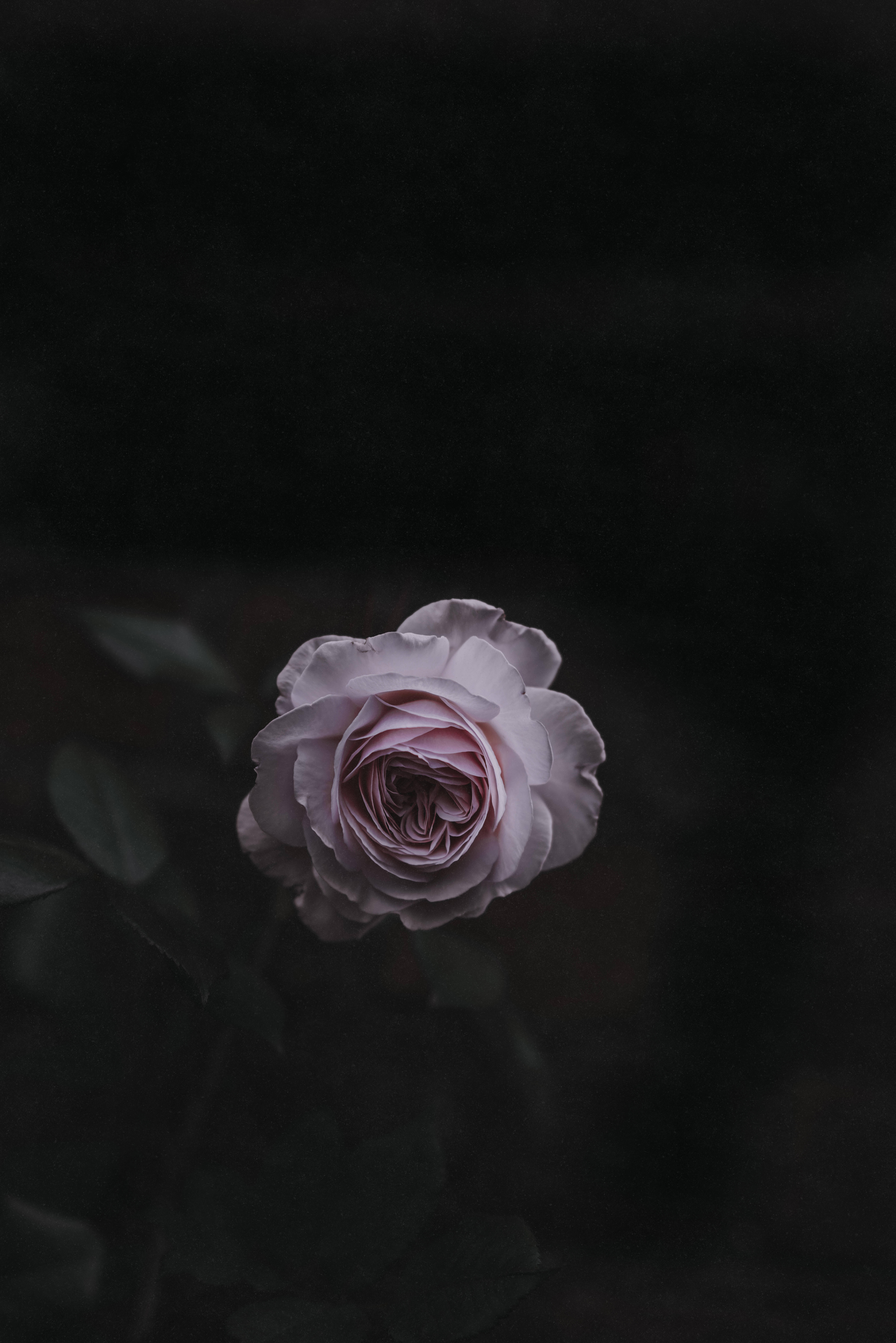 淡いピンクのバラの花 壁紙