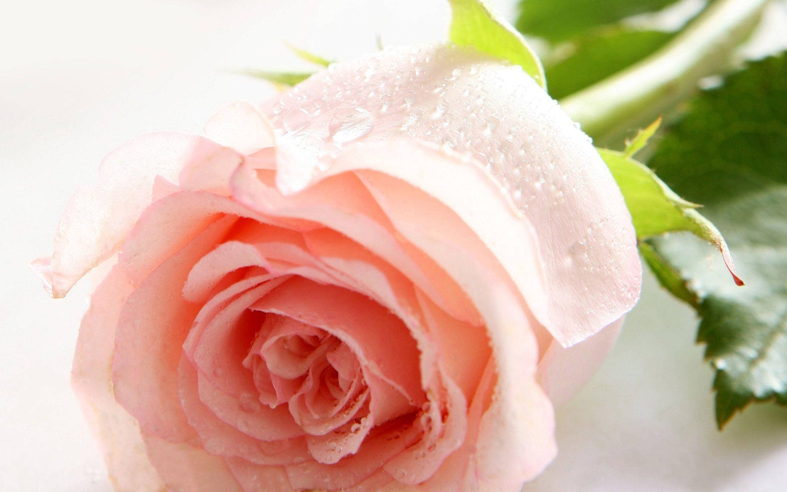 淡いピンクのバラの花 壁紙