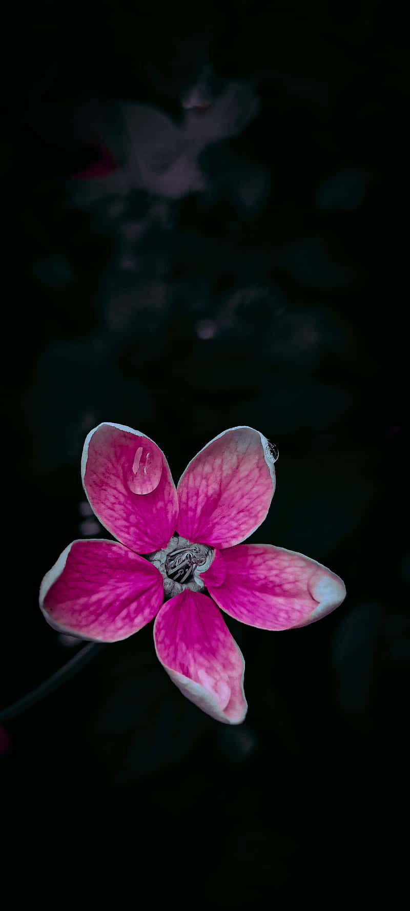 淡い蘭 黒とピンクの花 壁紙