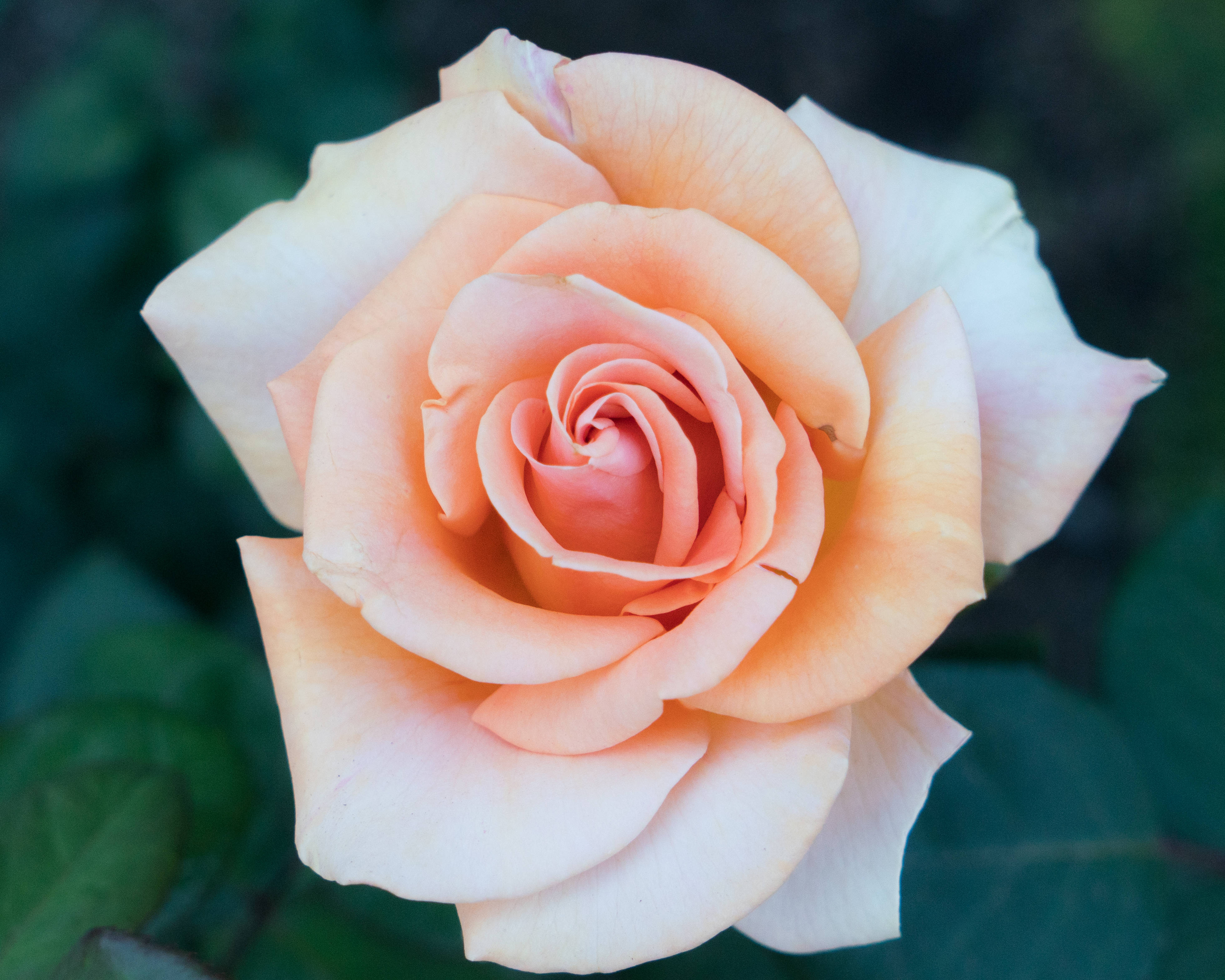 淡黄色のバラの花 壁紙