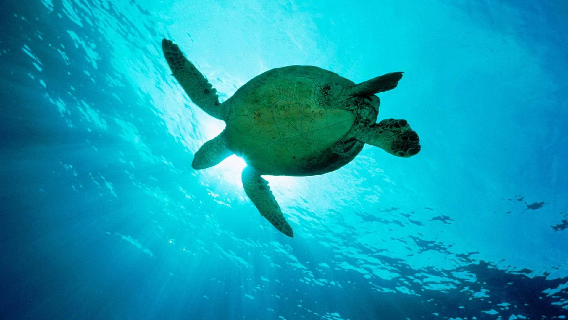 深海を優雅に泳ぐ雄大なウミガメ 壁紙