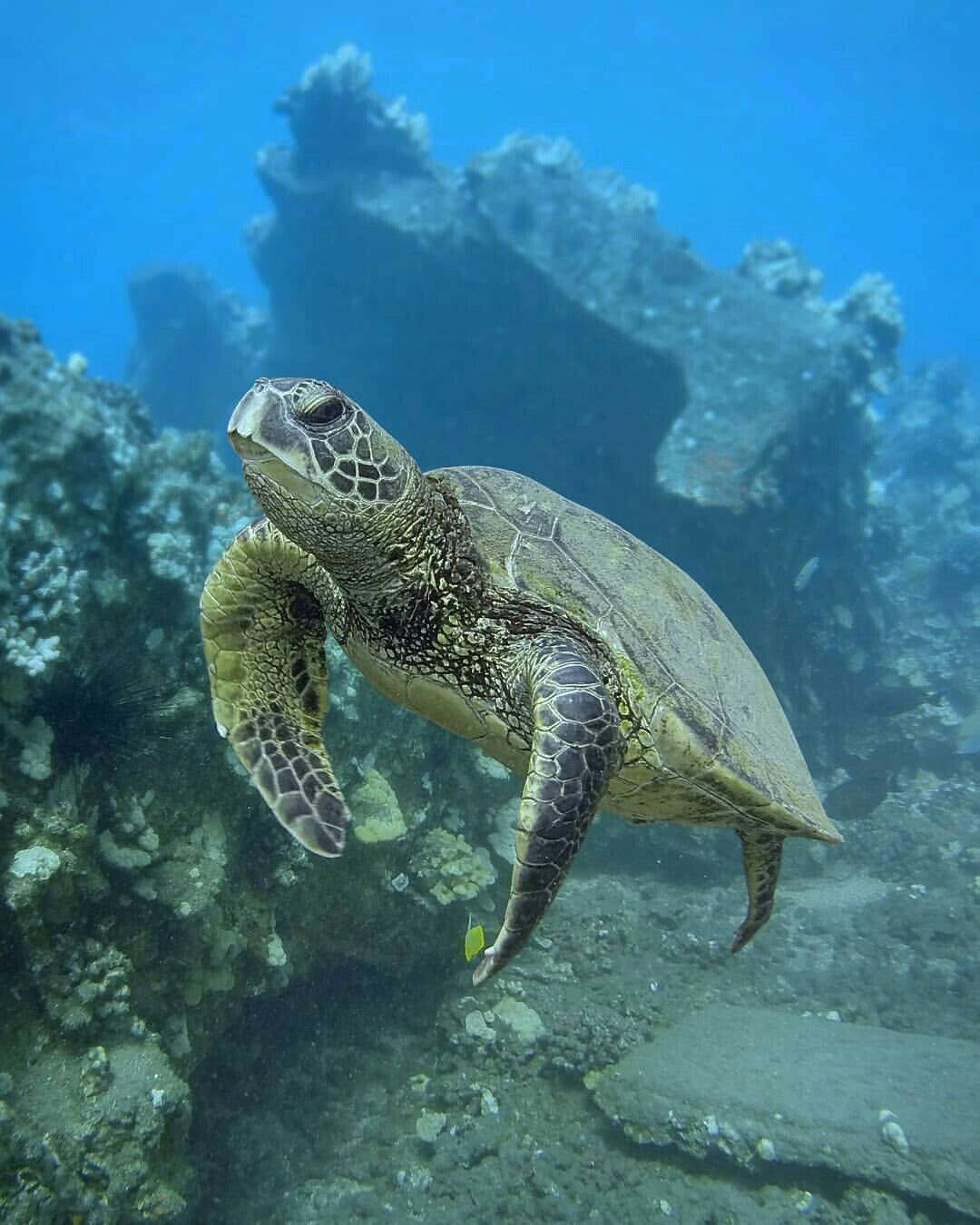 深海を泳ぐかわいい緑のカメ 壁紙