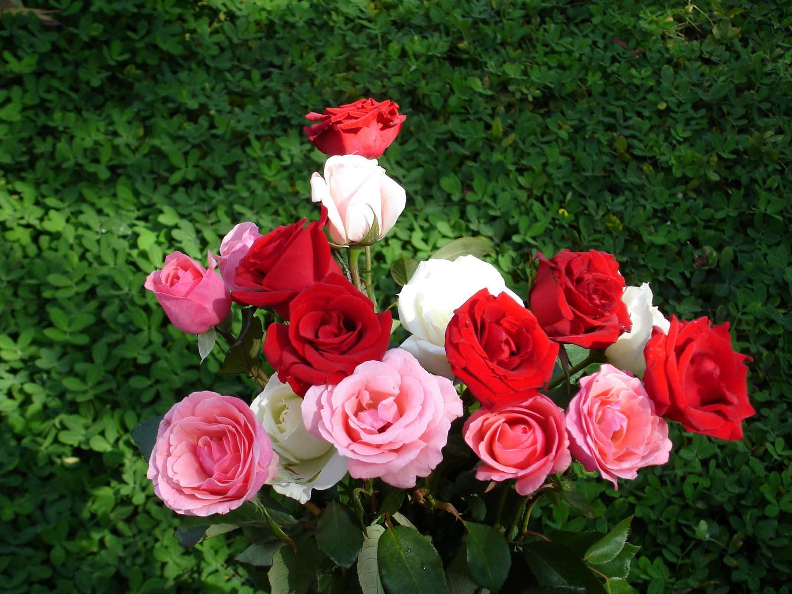 深紅のバラの花が鮮やかに咲き誇る 壁紙