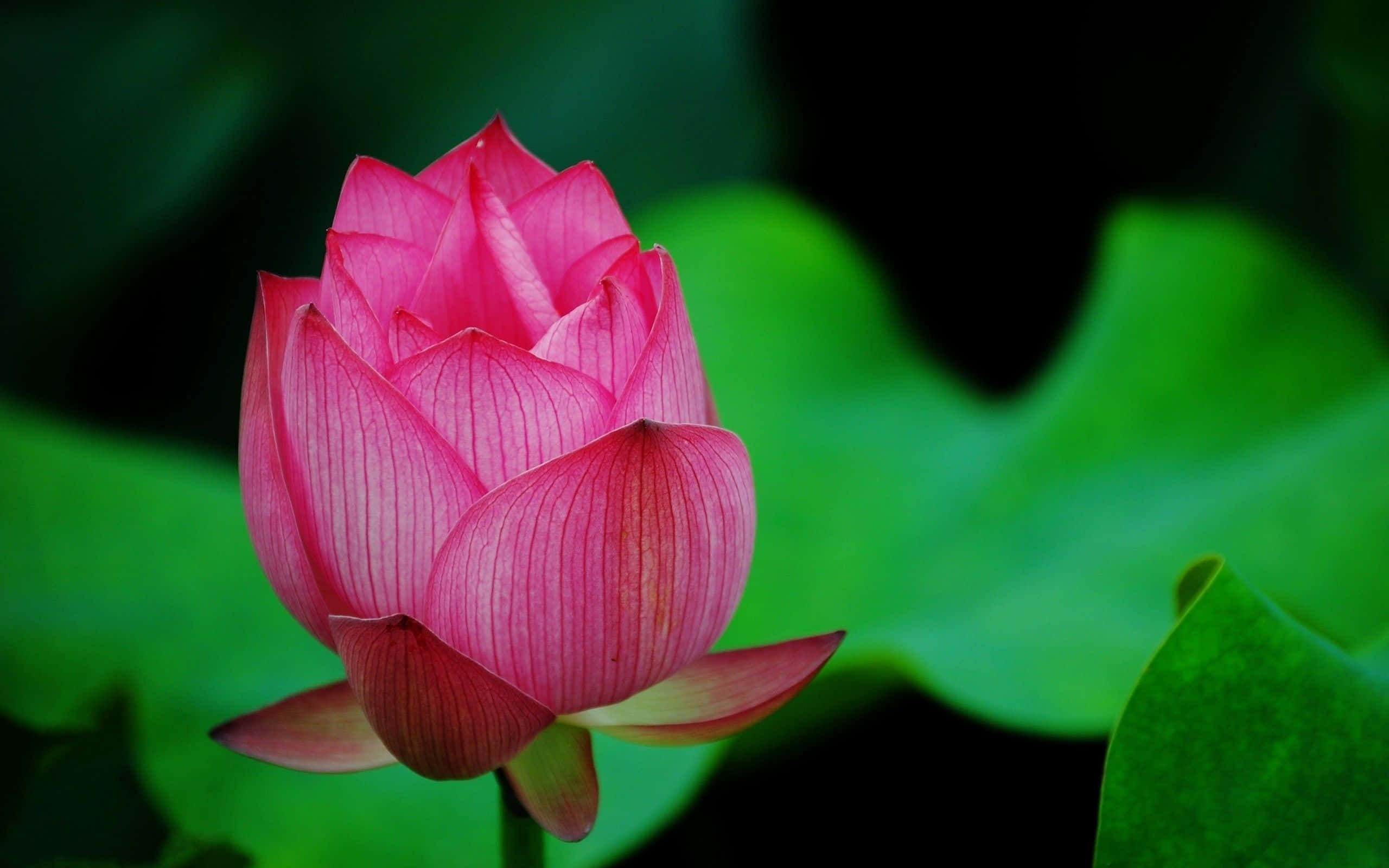 清流に咲く蓮の花 壁紙