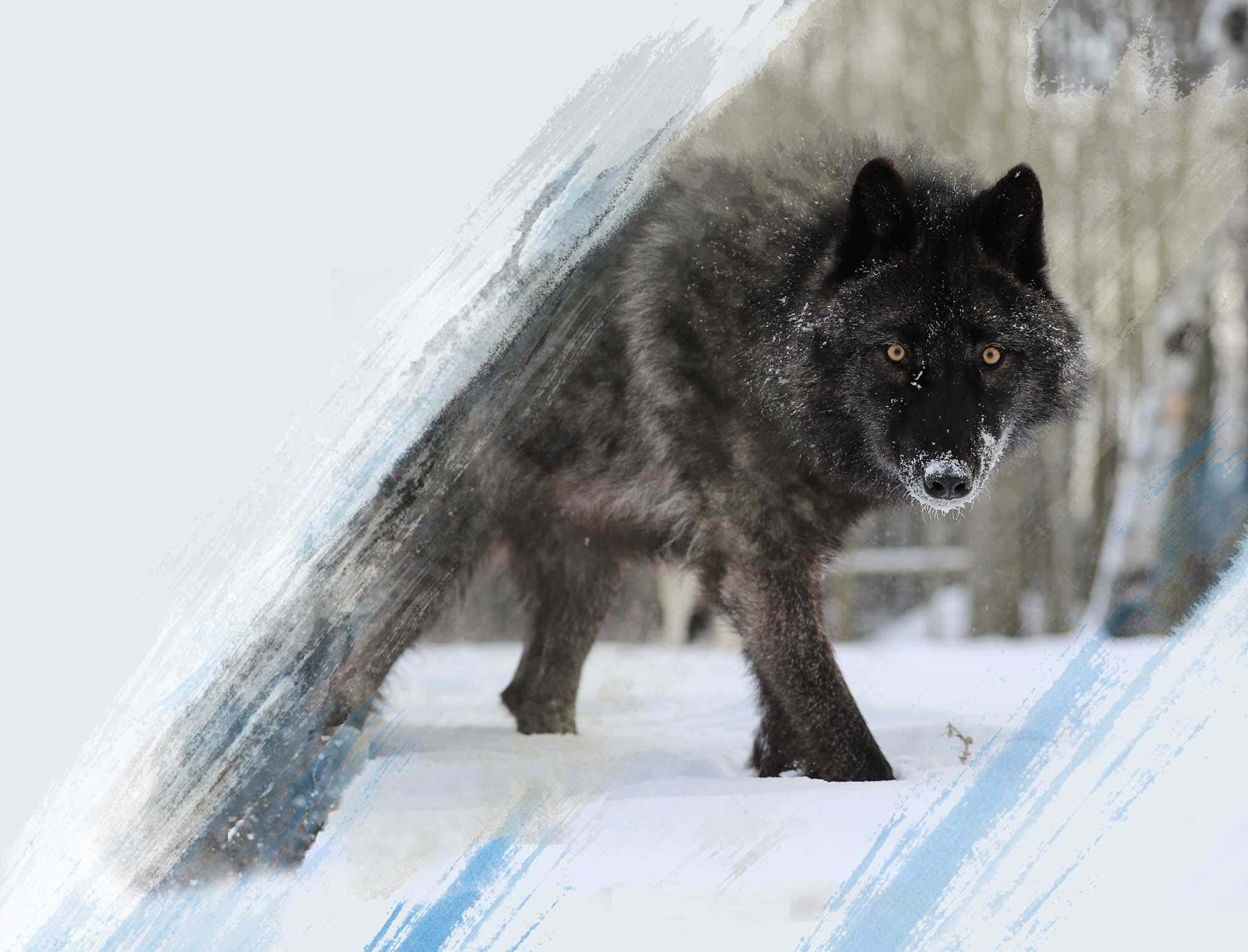 満月の夜に遠吠えする野生のオオカミ 壁紙